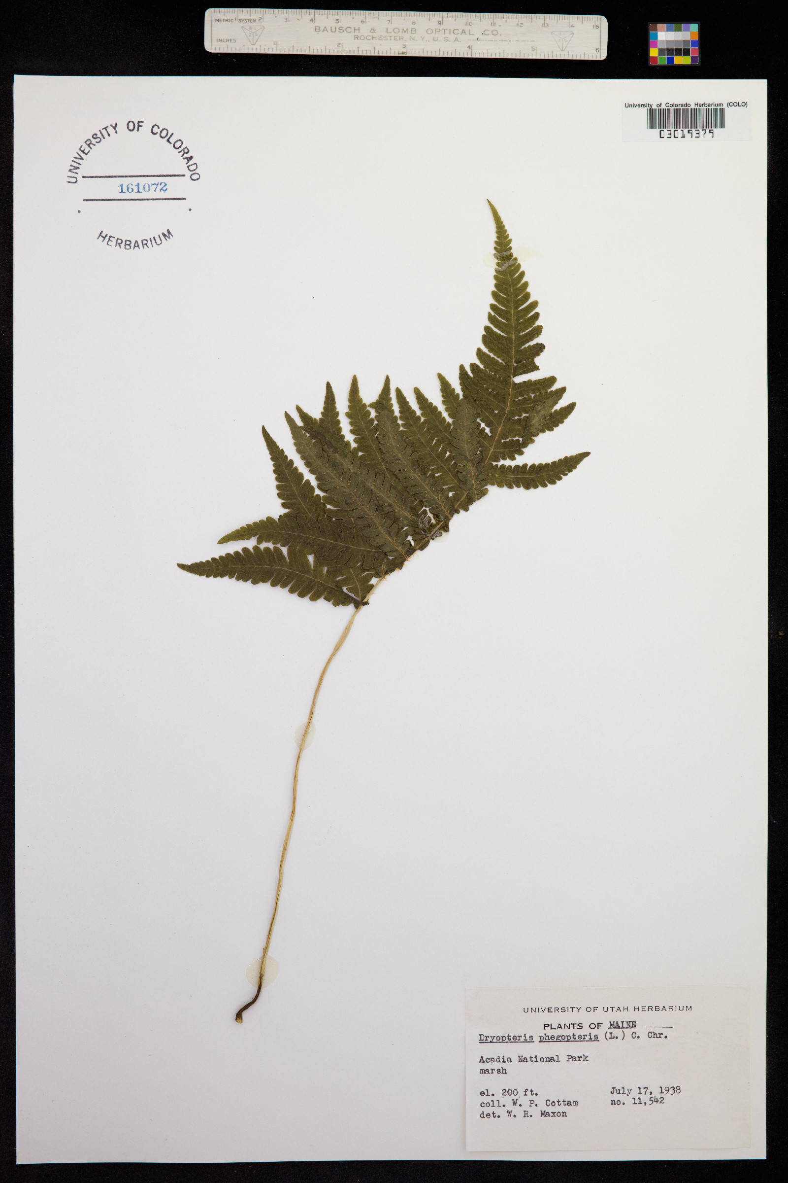 Phegopteris connectilis image