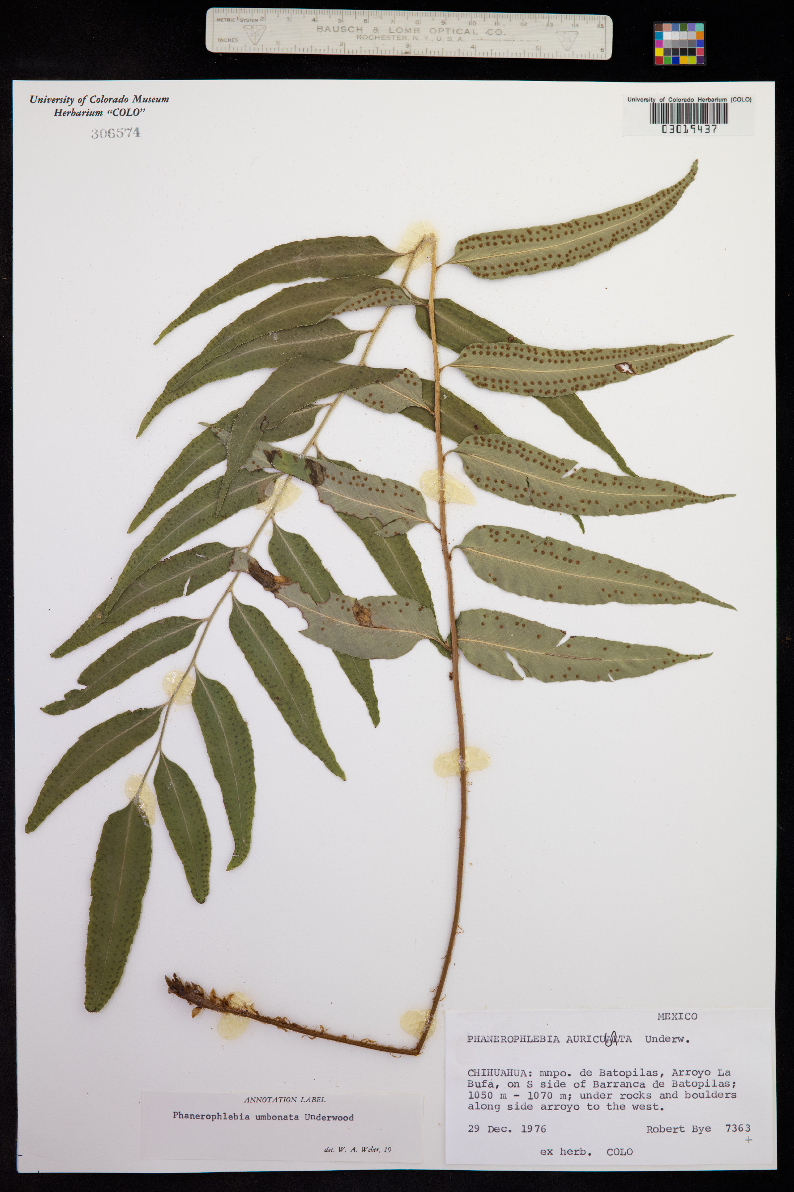 Phanerophlebia umbonata image