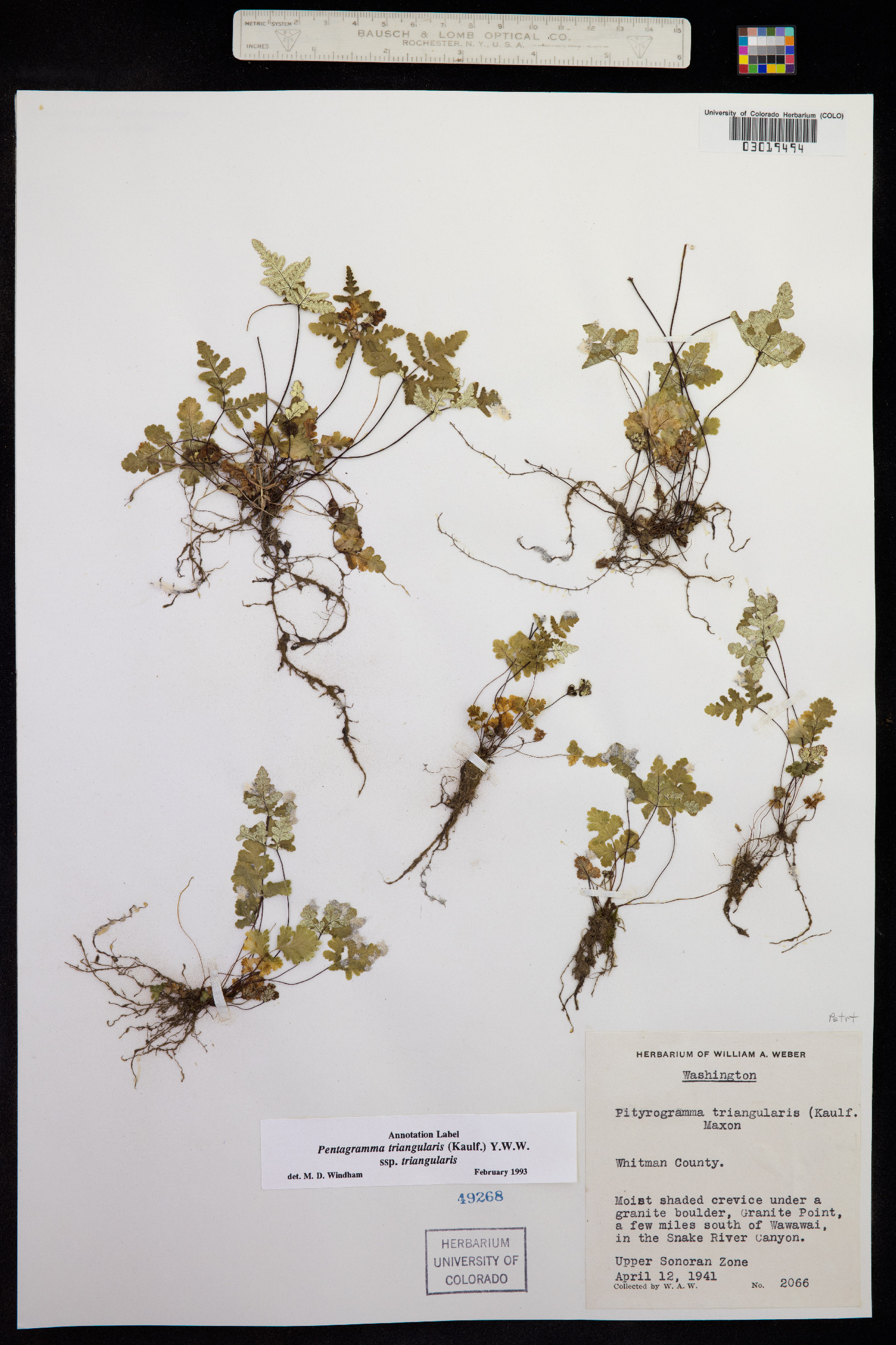 Pentagramma triangularis image