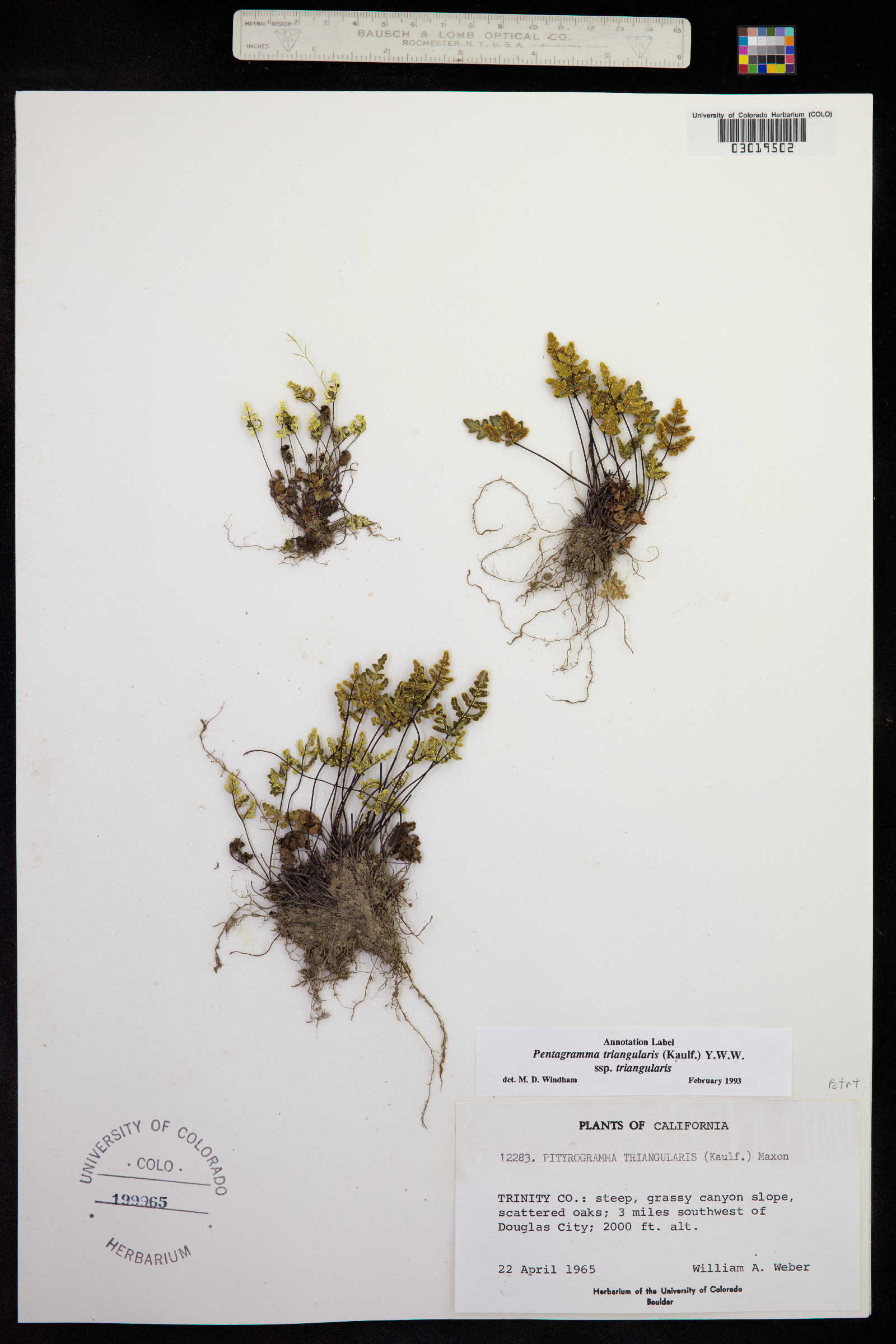 Pentagramma triangularis image