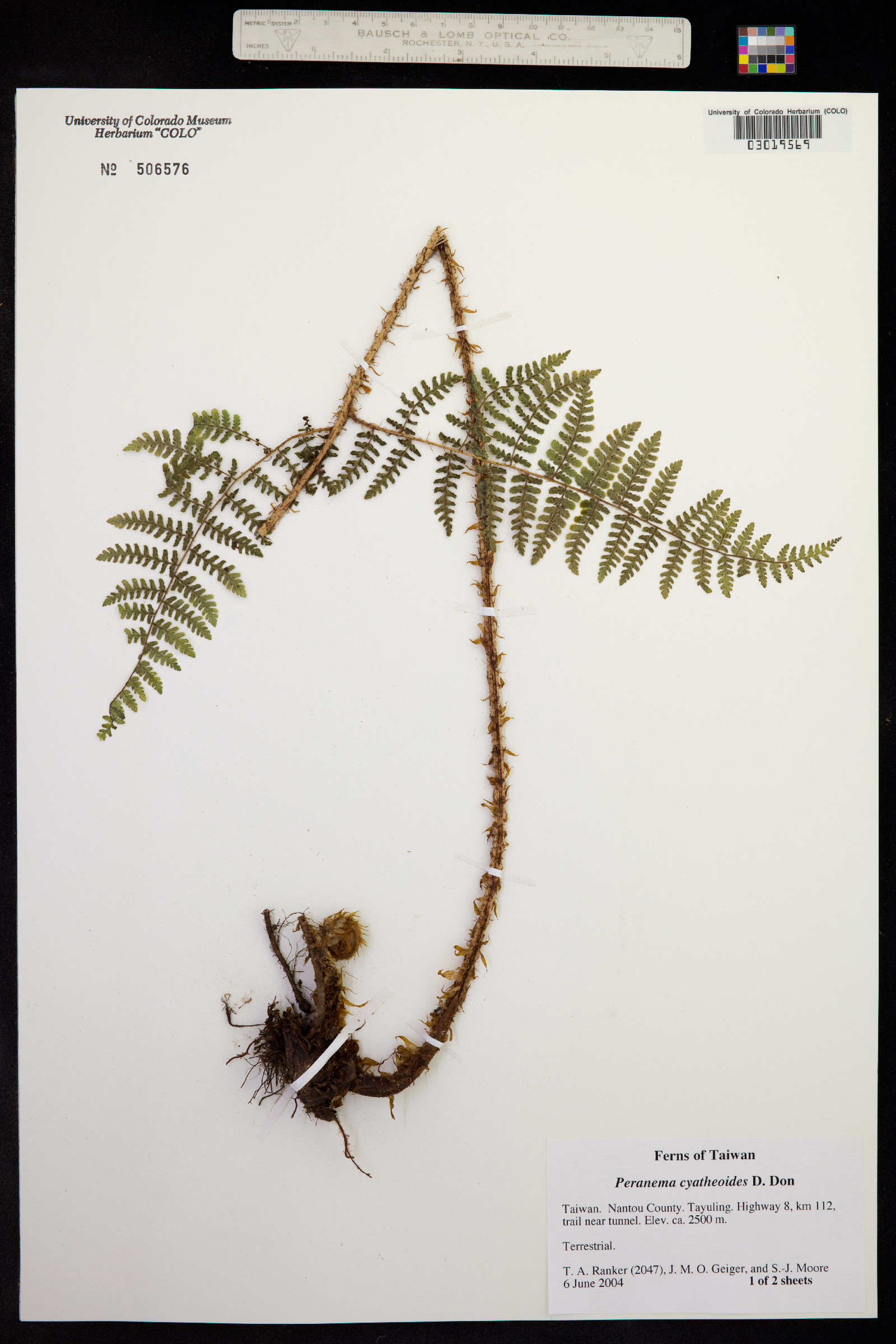 Peranema cyatheoides image