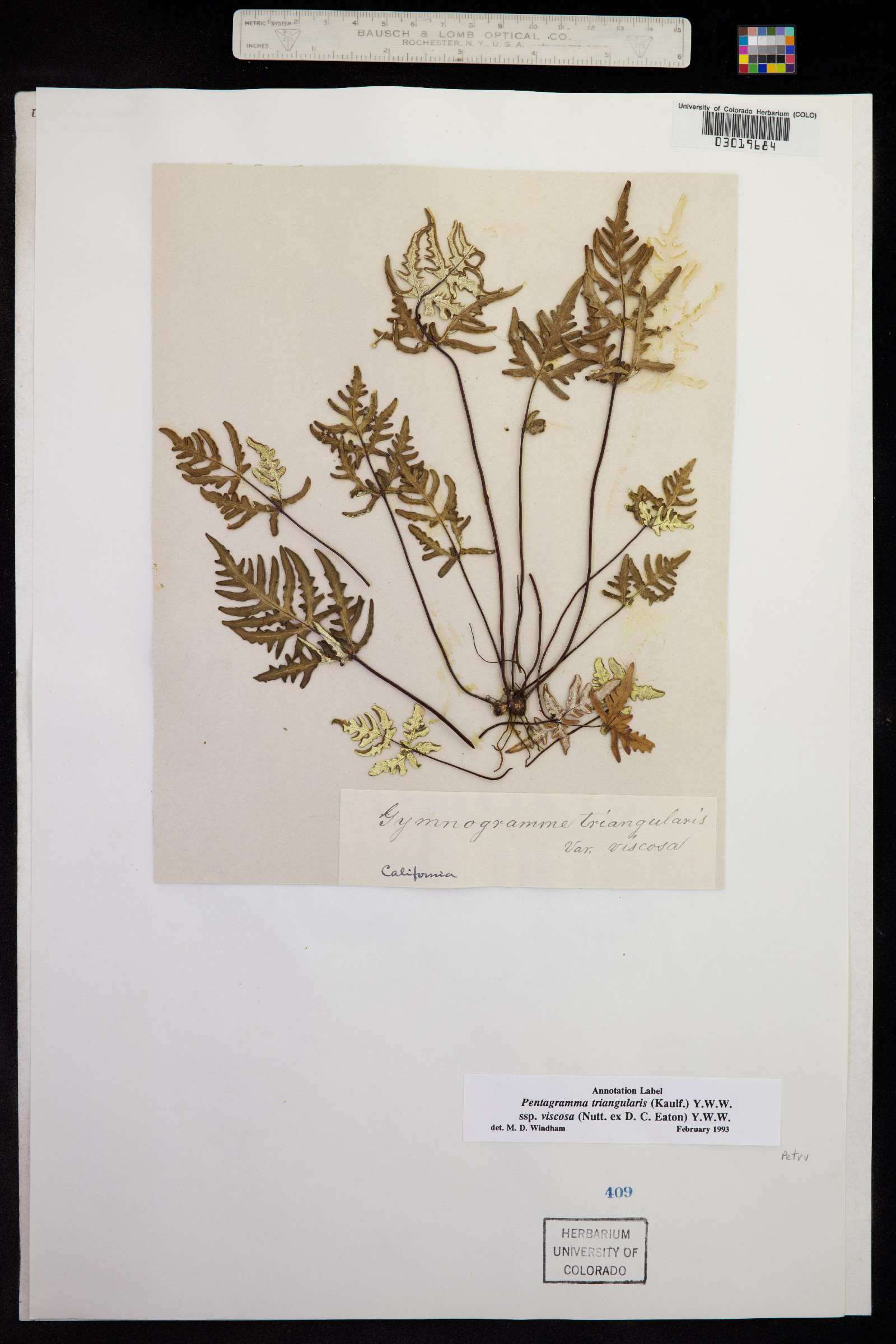 Pentagramma triangularis image