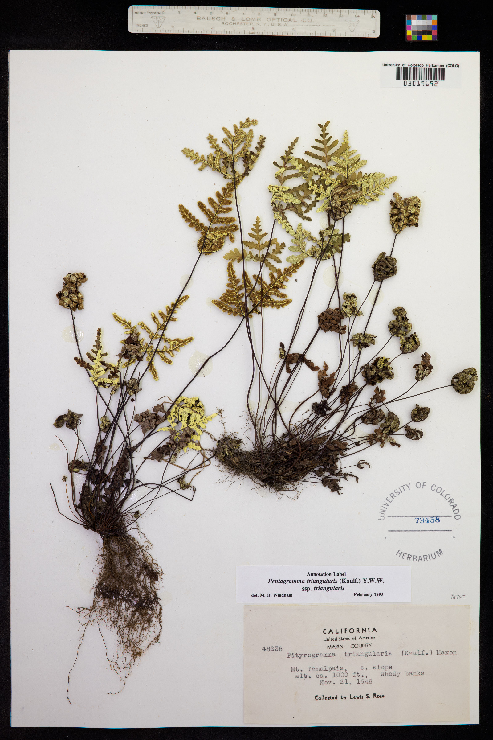 Pentagramma triangularis image