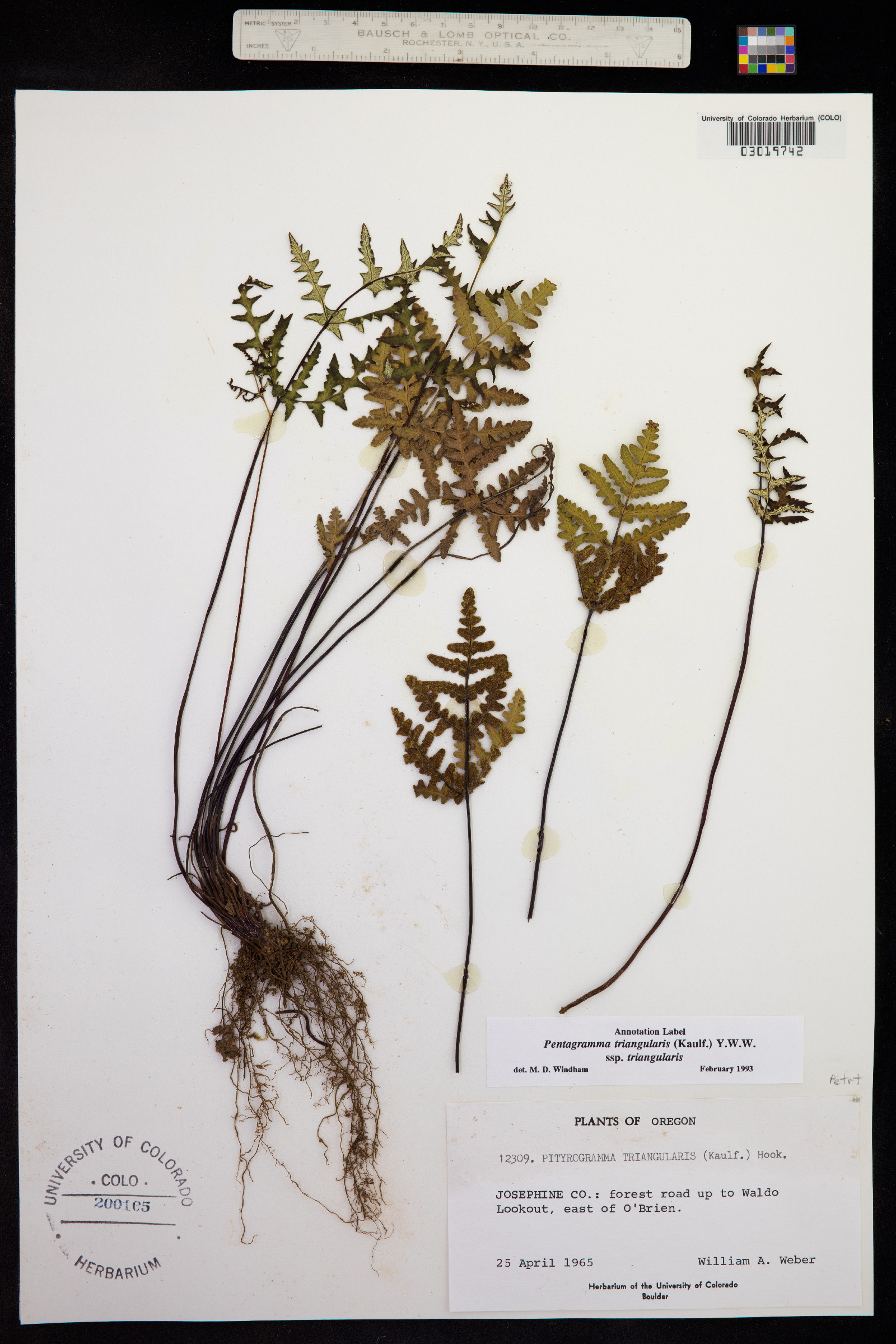 Pentagramma triangularis image