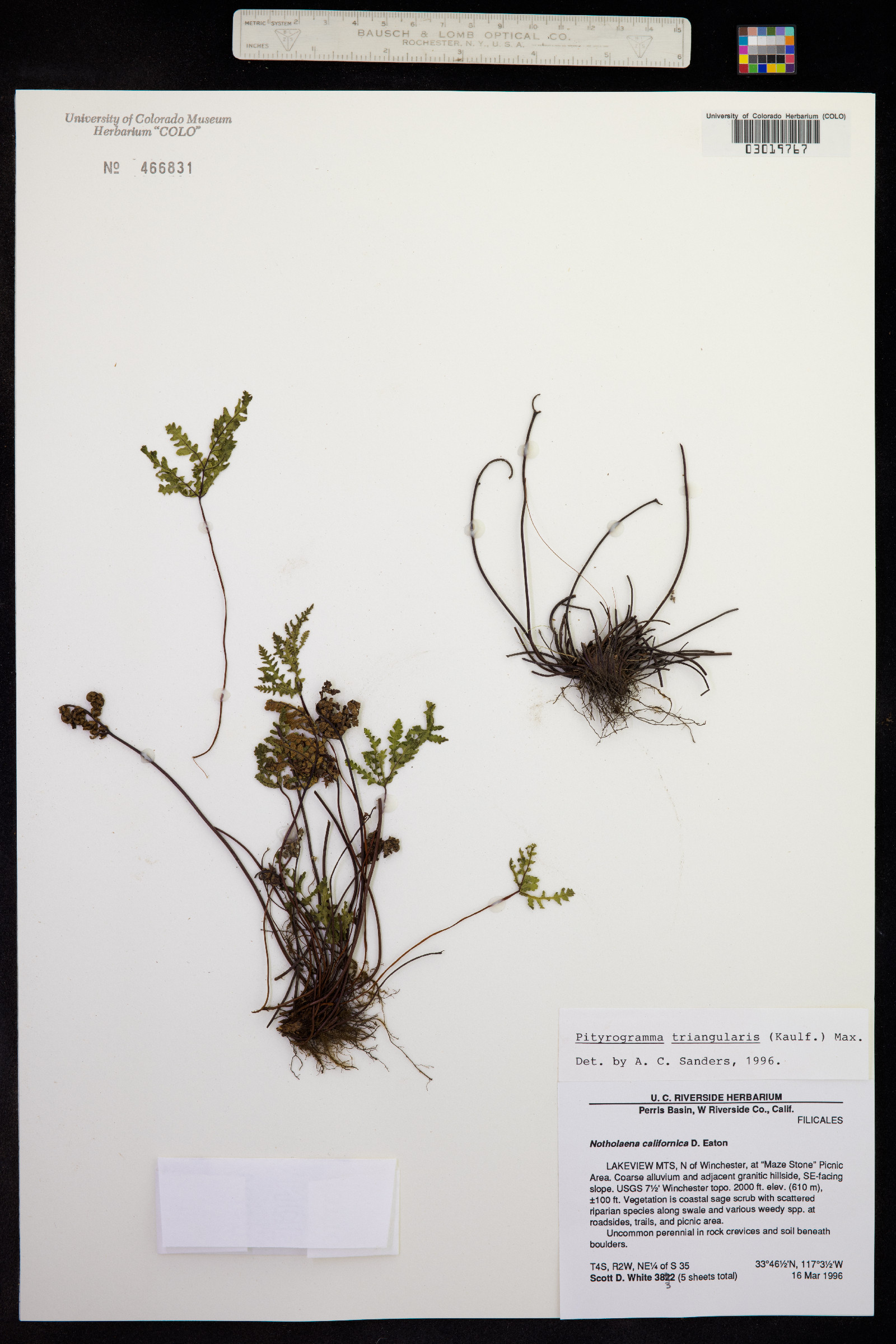 Pentagramma triangularis image