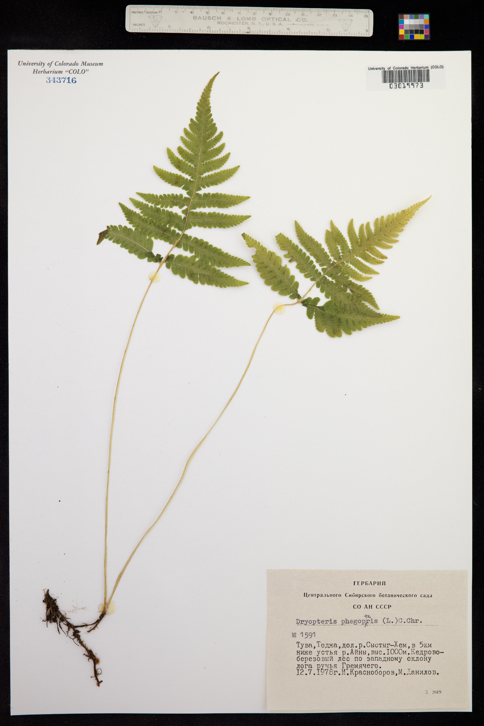 Phegopteris connectilis image