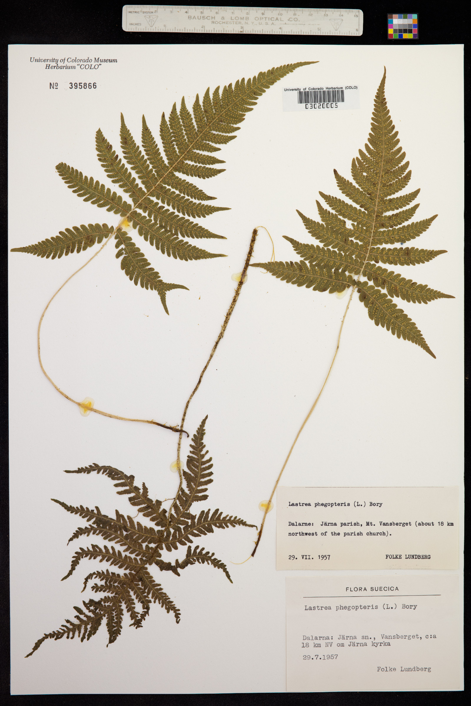 Phegopteris connectilis image