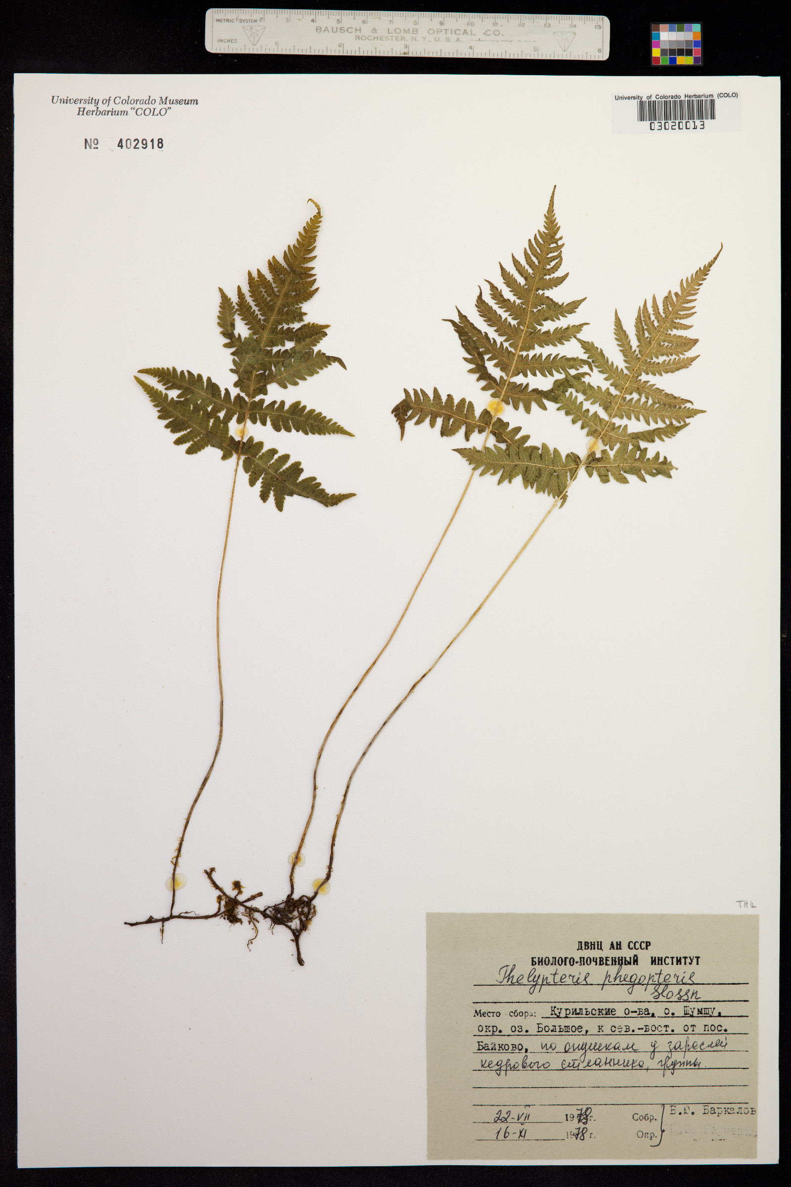 Phegopteris connectilis image