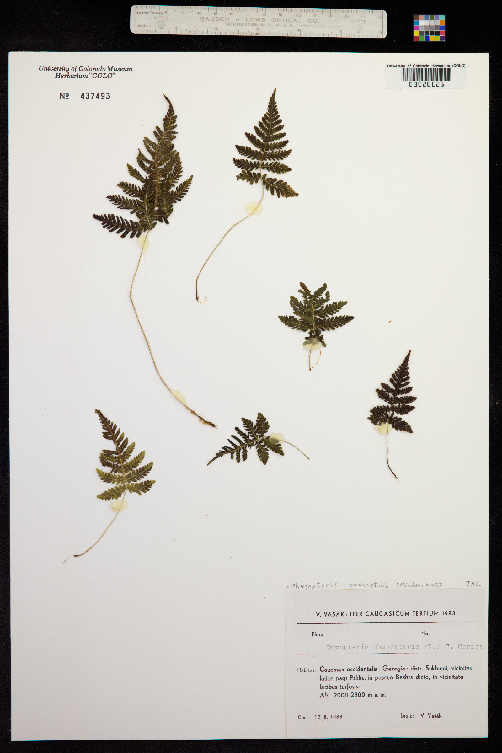 Phegopteris connectilis image