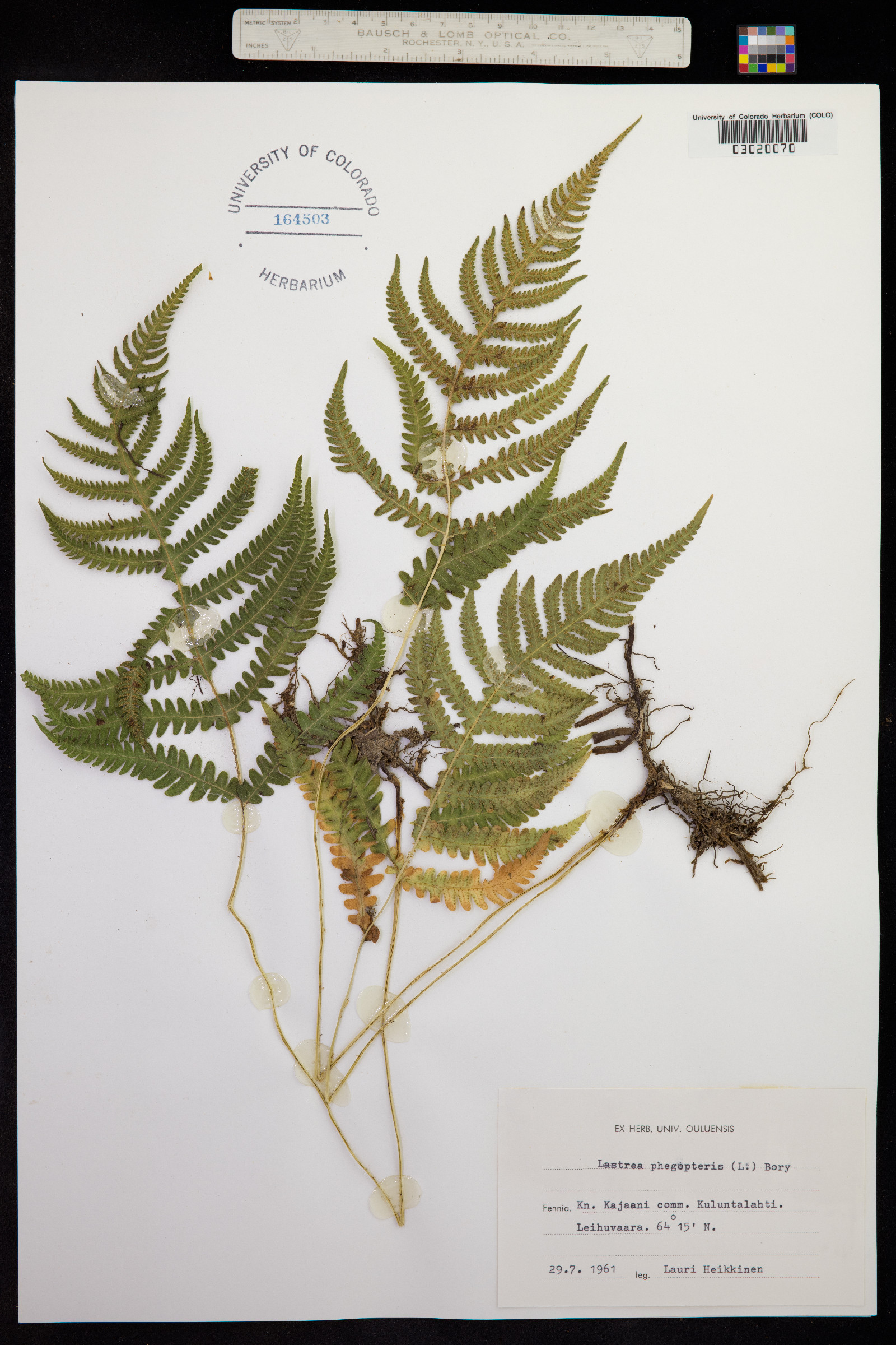 Phegopteris connectilis image