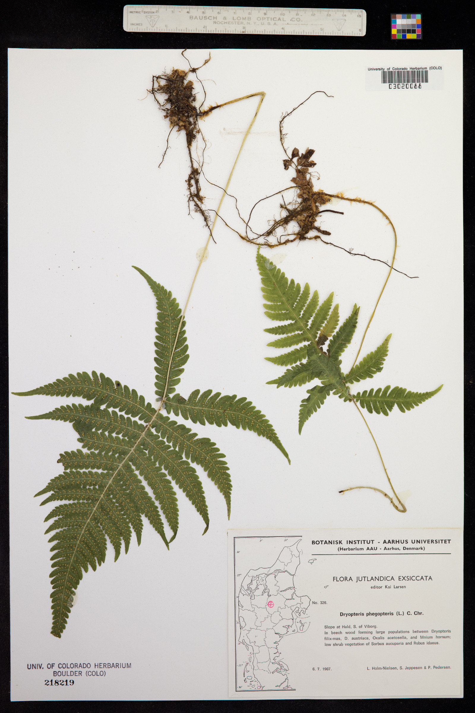 Phegopteris image