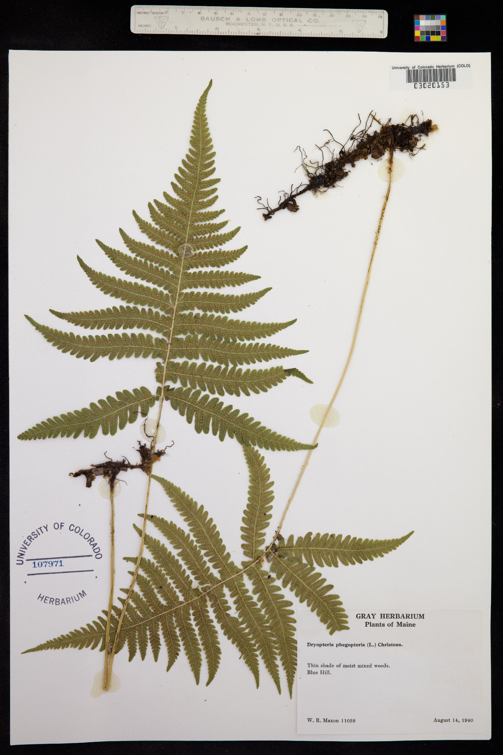 Phegopteris connectilis image