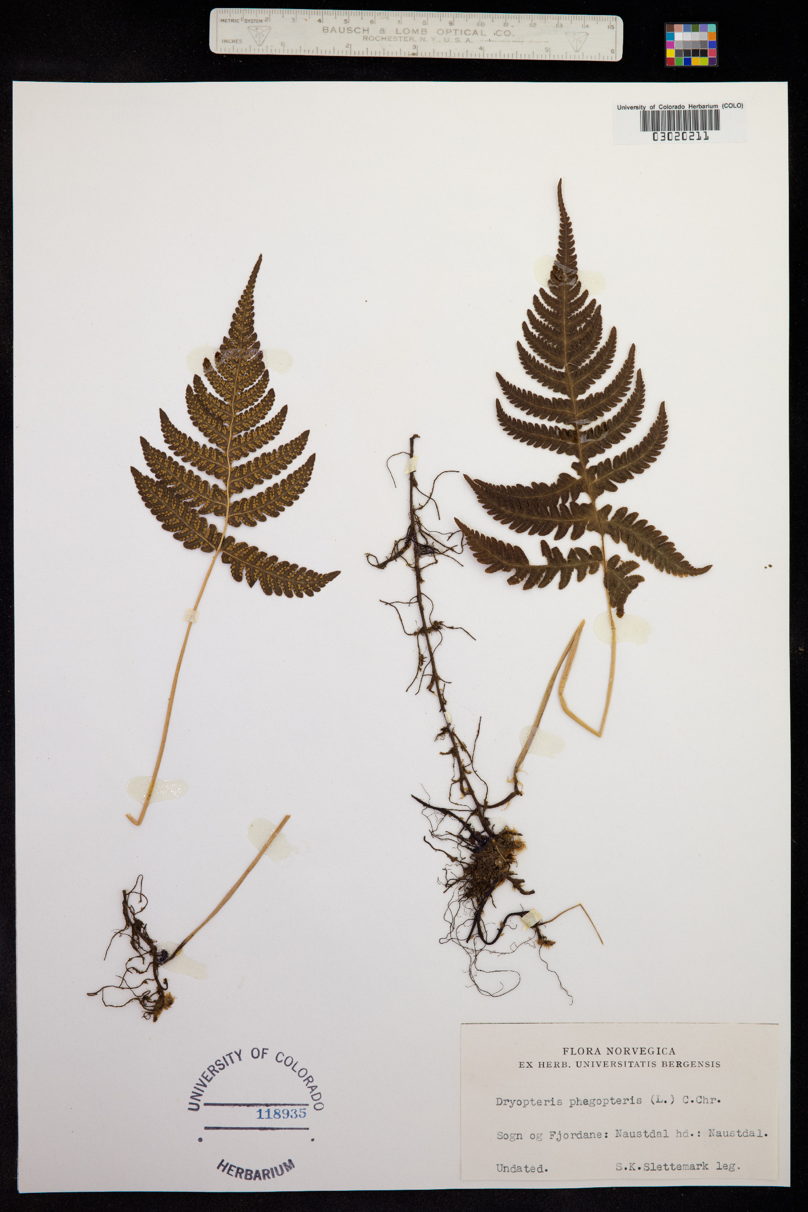 Phegopteris connectilis image