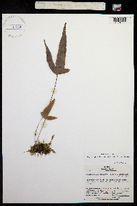 Phymatopteris hastata image