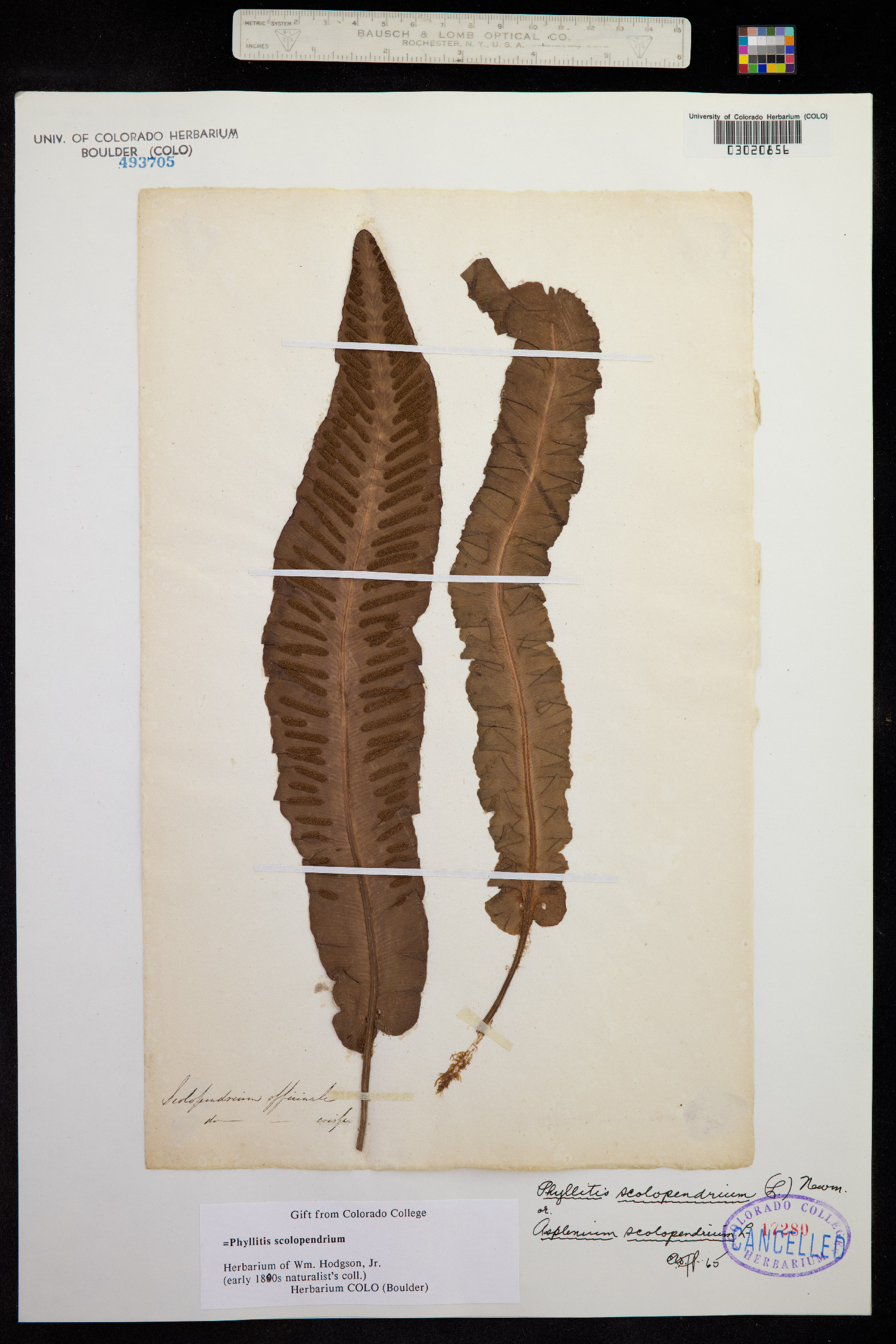 Asplenium scolopendrium var. scolopendrium image