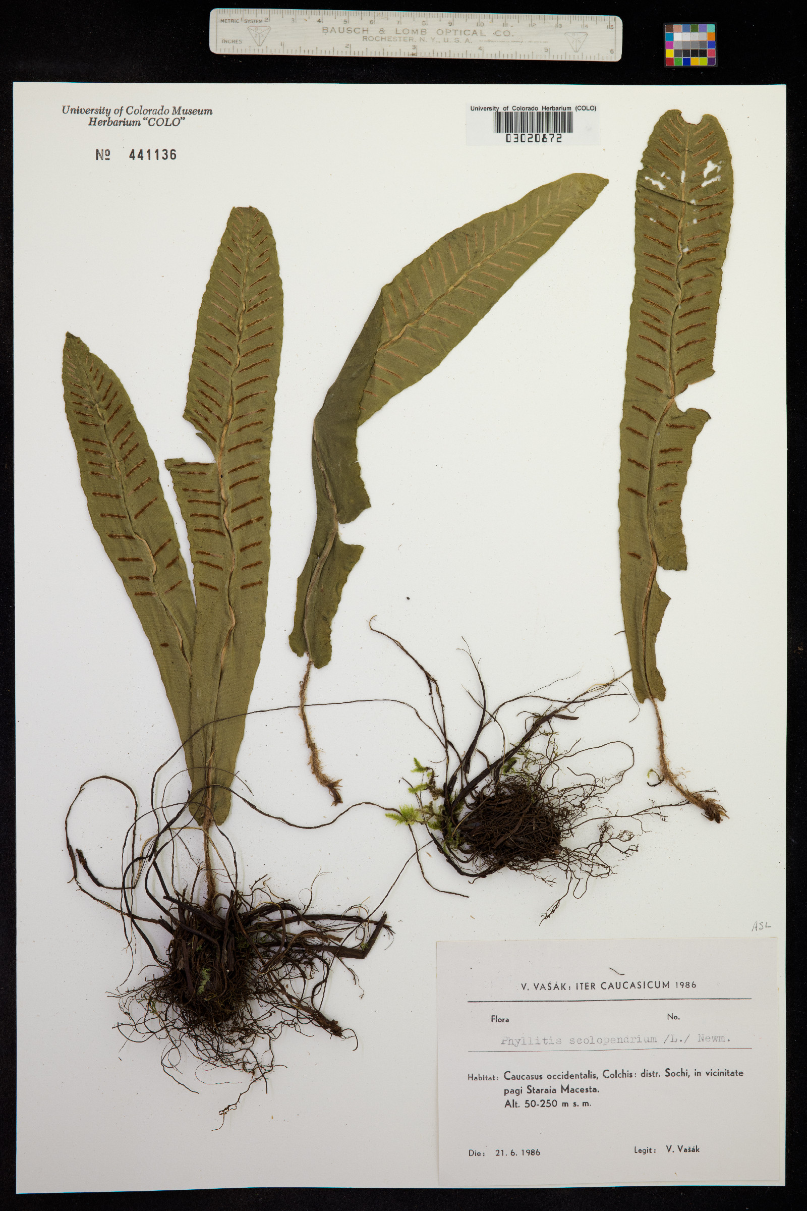 Asplenium scolopendrium image