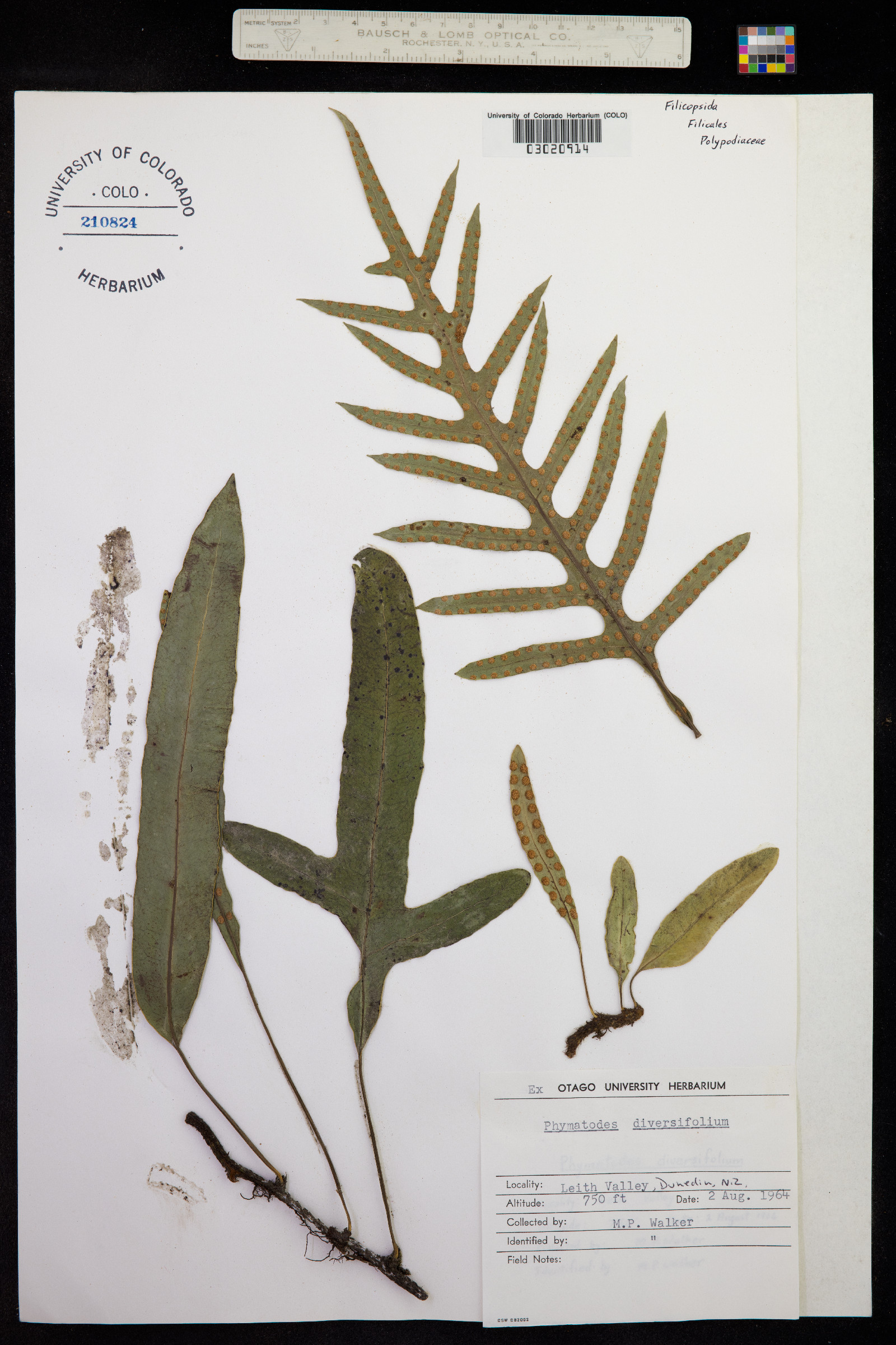 Phymatosorus pustulatus subsp. pustulatus image