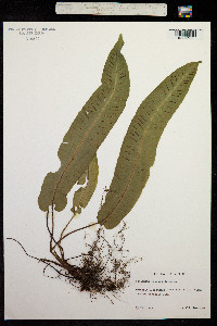 Phyllitis scolopendrium image