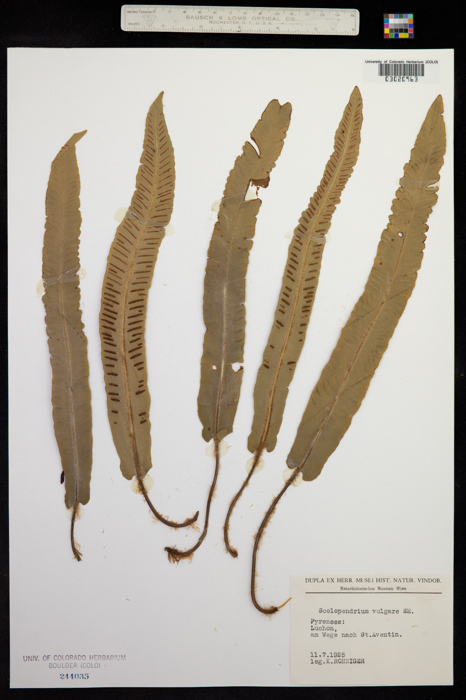 Asplenium scolopendrium var. scolopendrium image