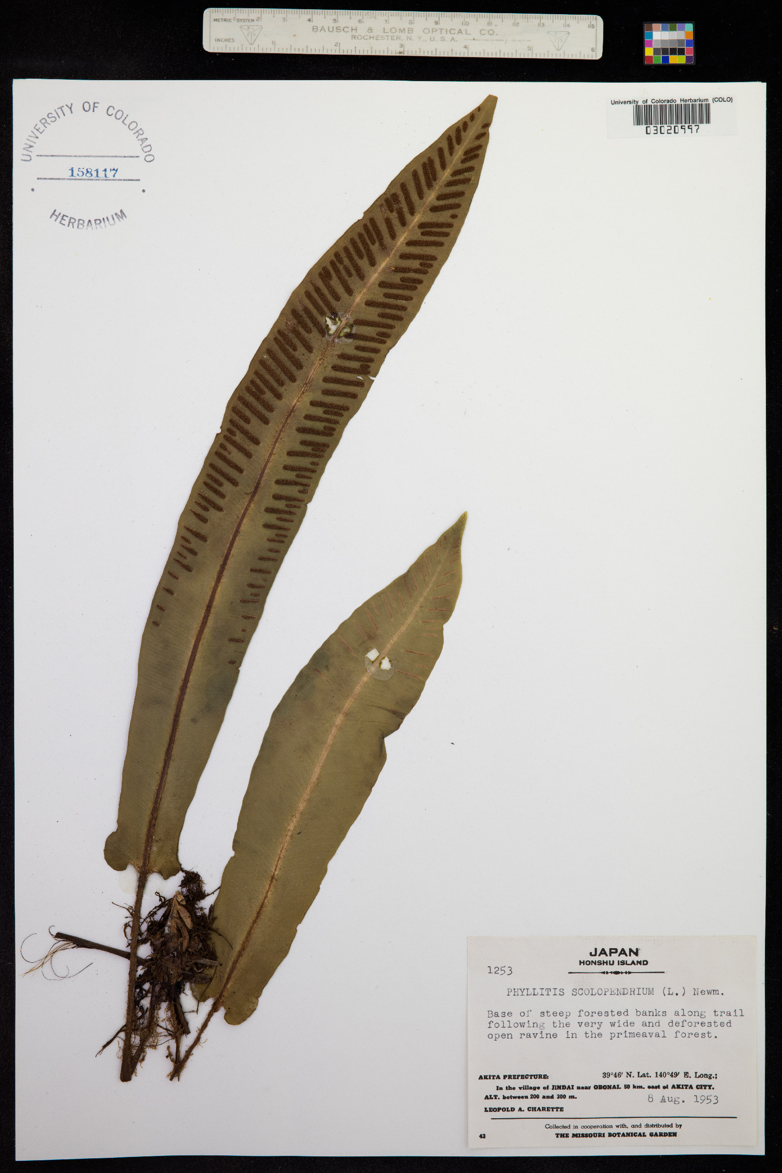 Asplenium scolopendrium image