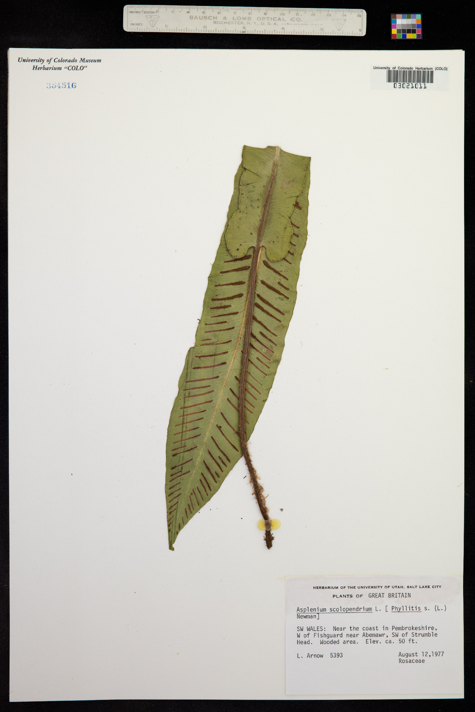 Asplenium scolopendrium var. scolopendrium image