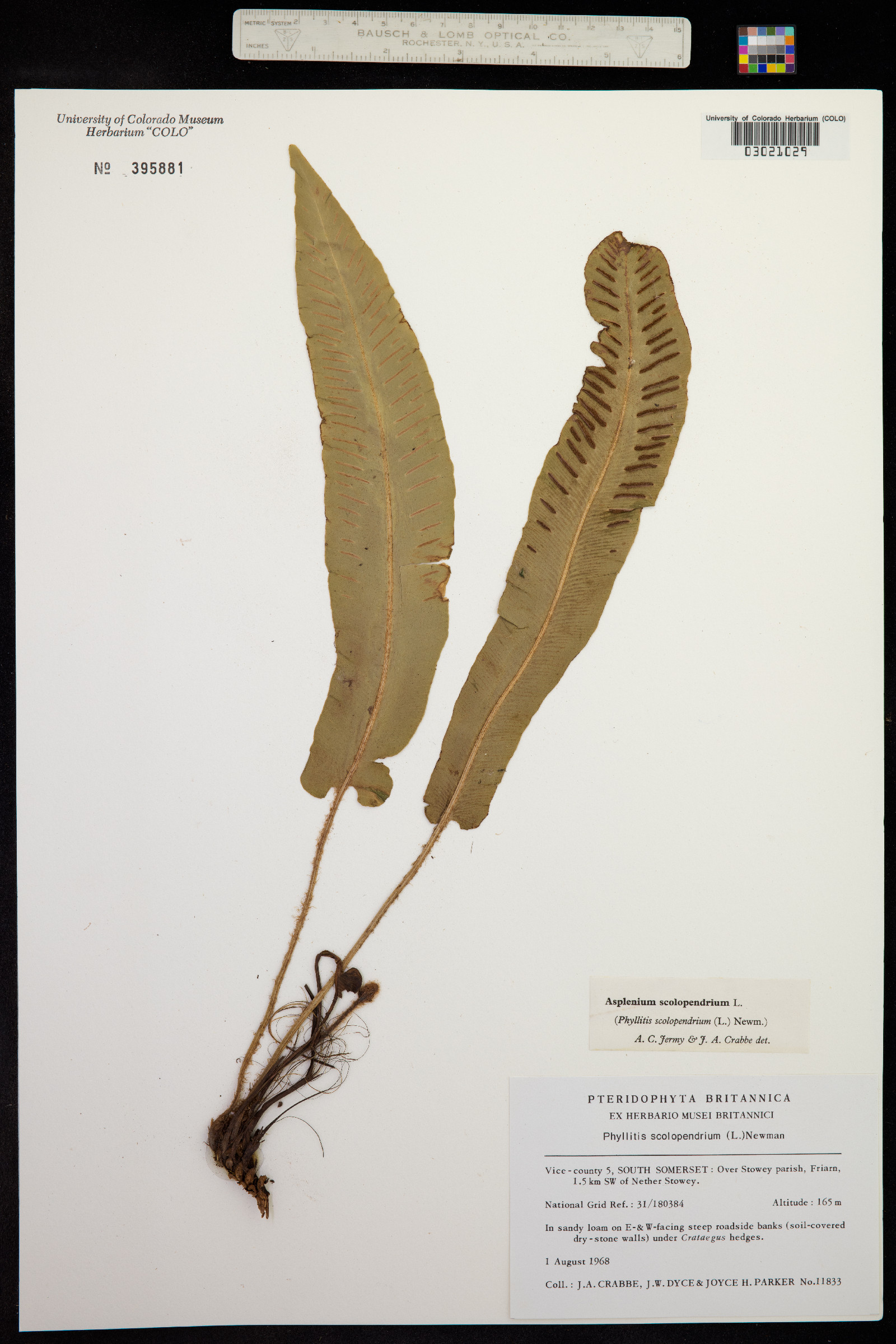 Asplenium scolopendrium image
