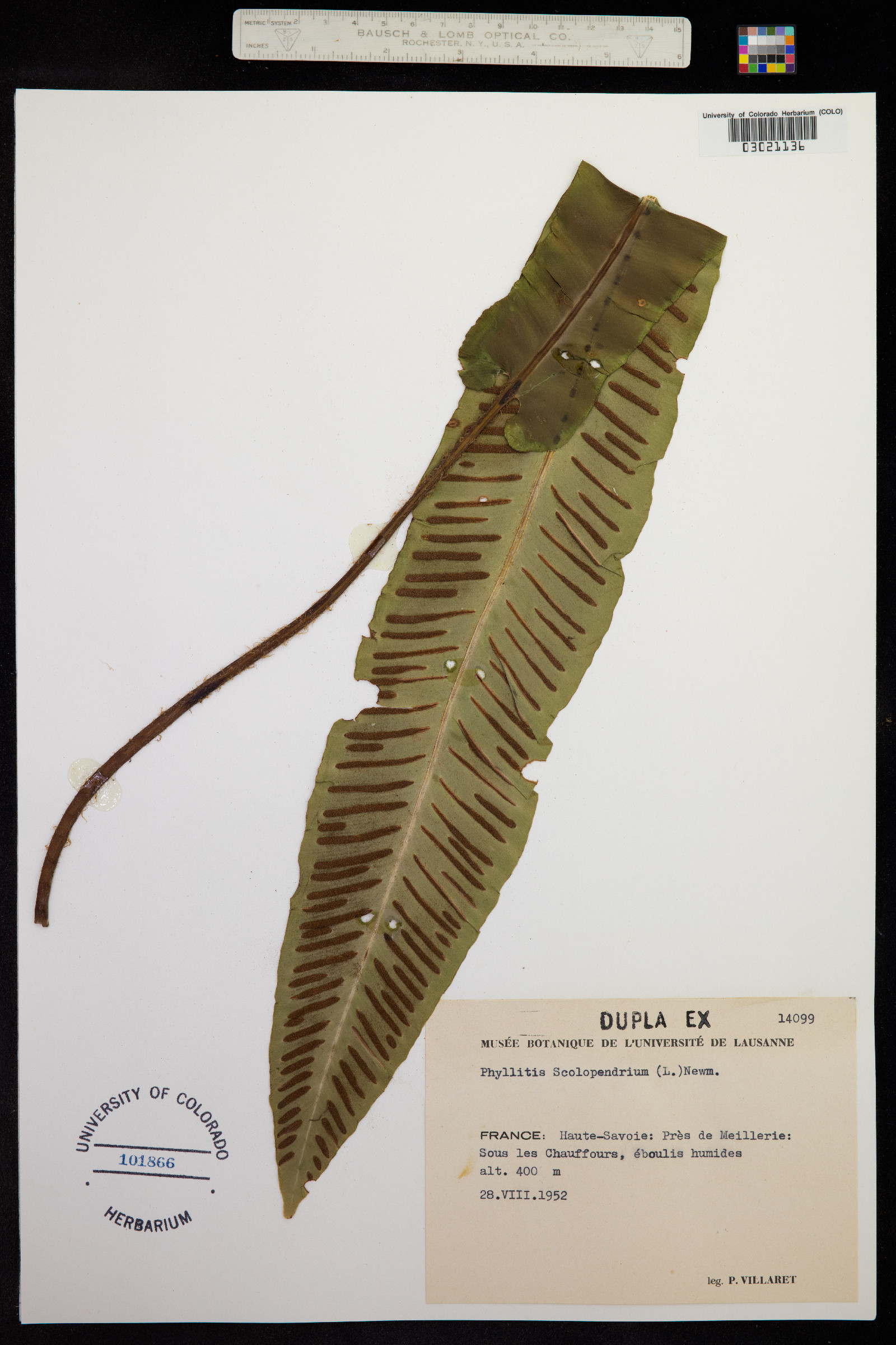 Asplenium scolopendrium var. scolopendrium image