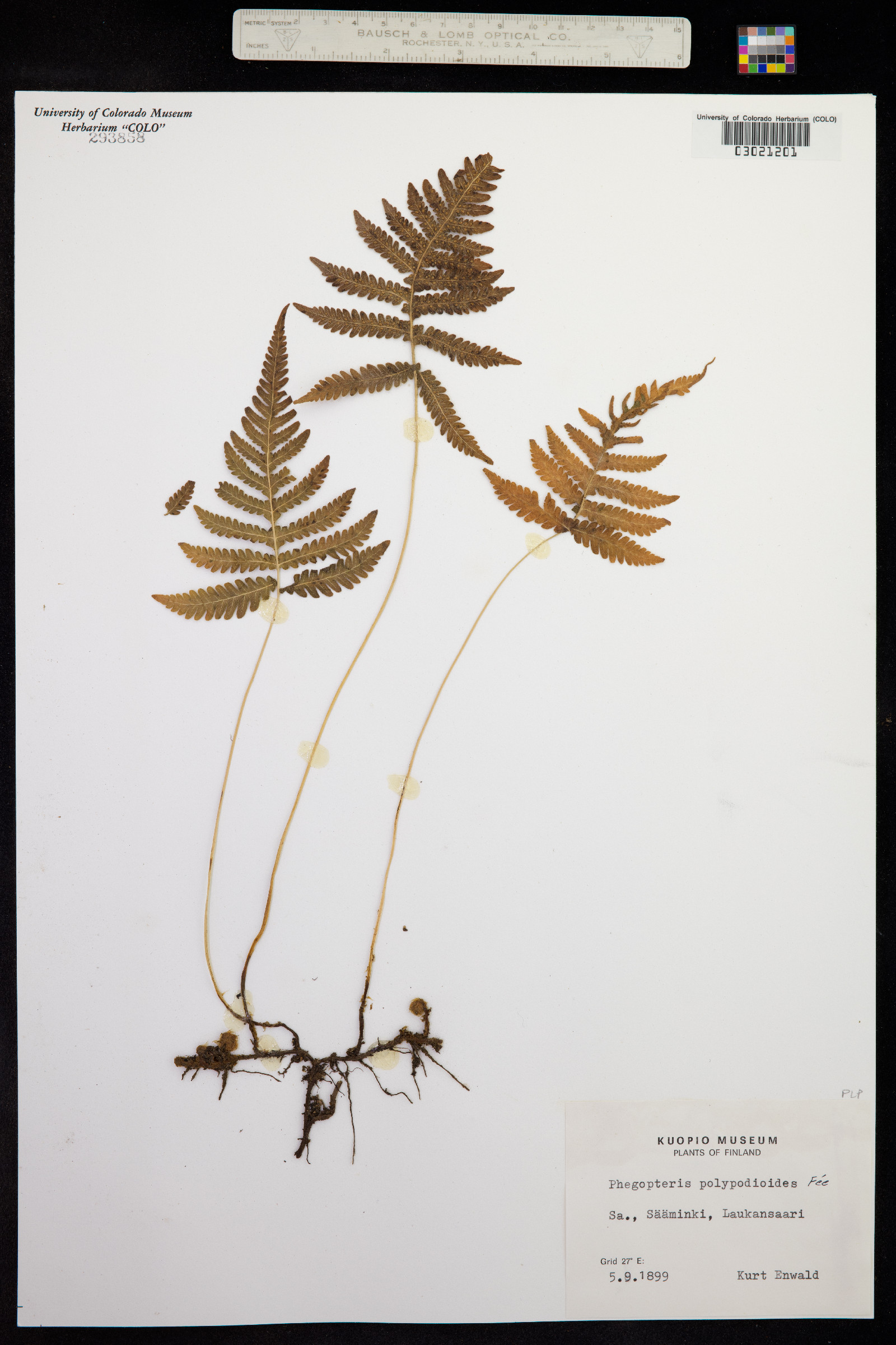 Phegopteris connectilis image