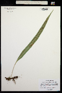 Pleopeltis excavata image
