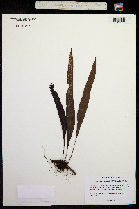 Pleopeltis excavata image