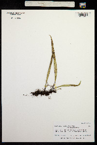 Image of Lepisorus thunbergianus