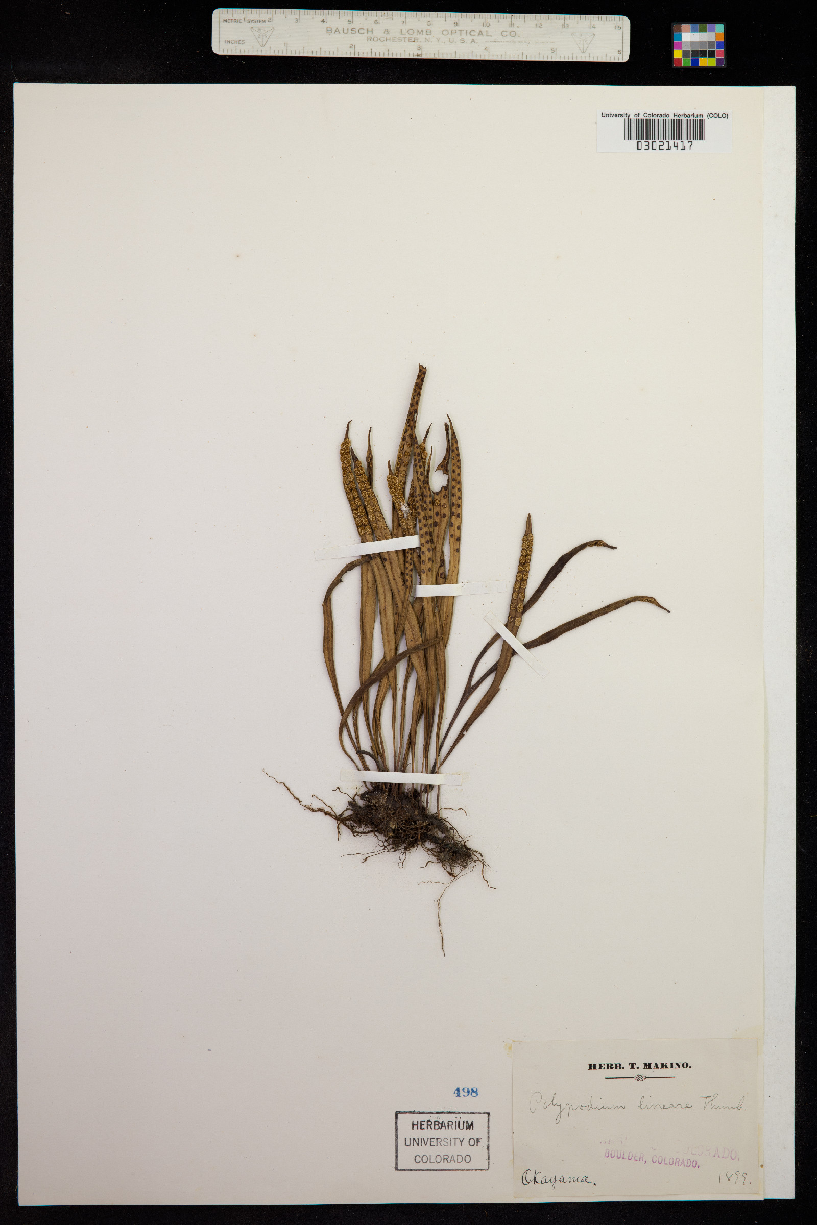 Lepisorus thunbergianus image