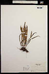 Pleopeltis thunbergiana image