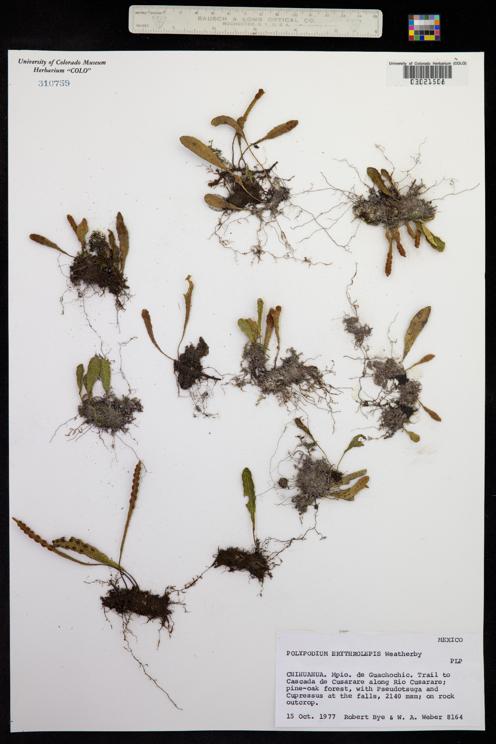 Pleopeltis polylepis image