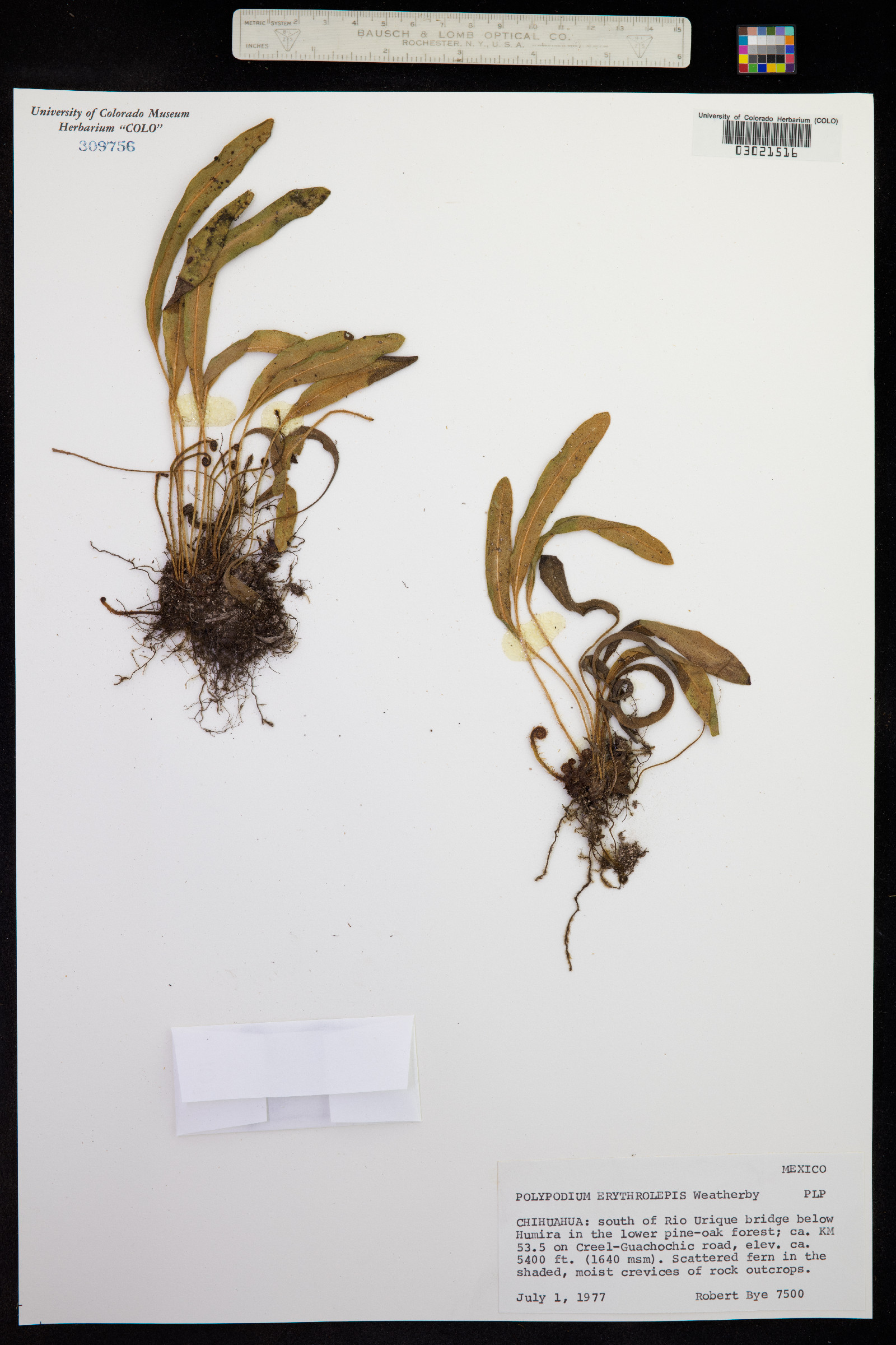 Pleopeltis polylepis var. erythrolepis image