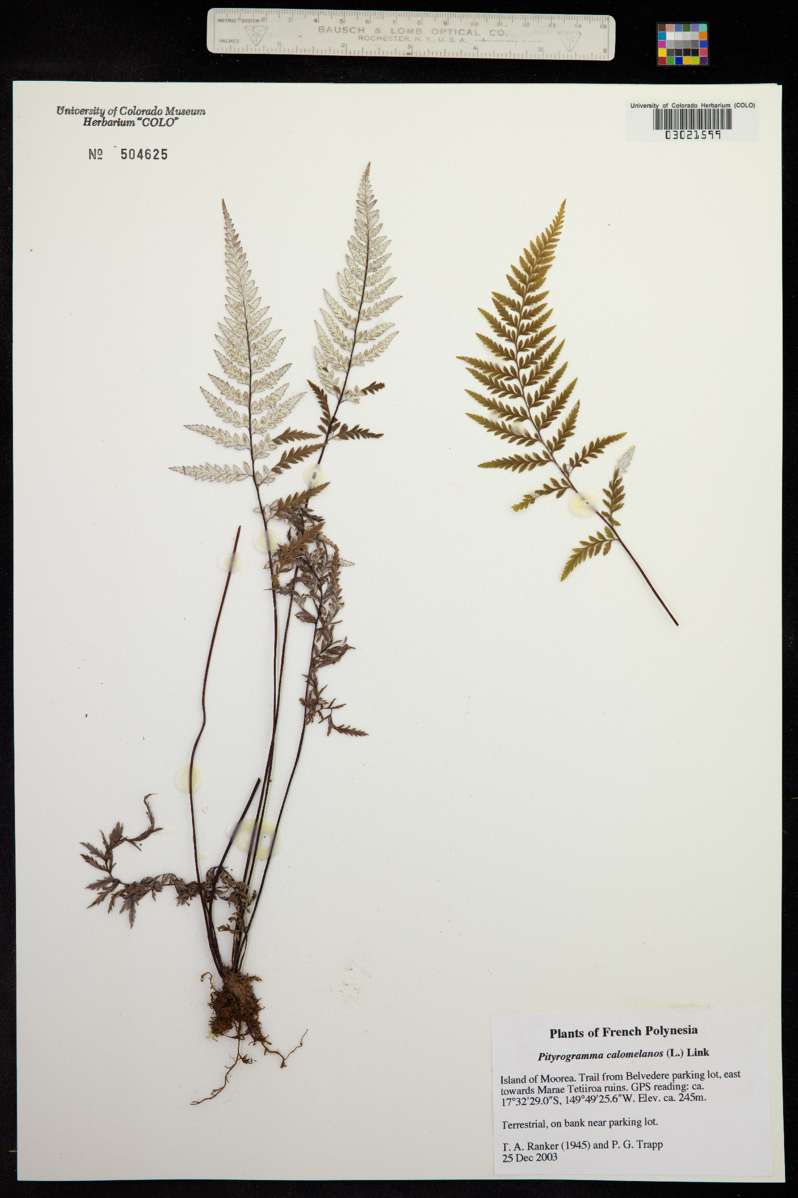 Pityrogramma calomelanos image