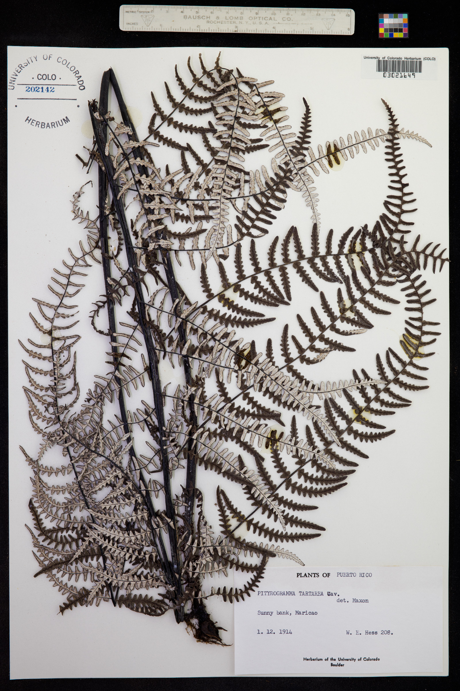 Pityrogramma ebenea image