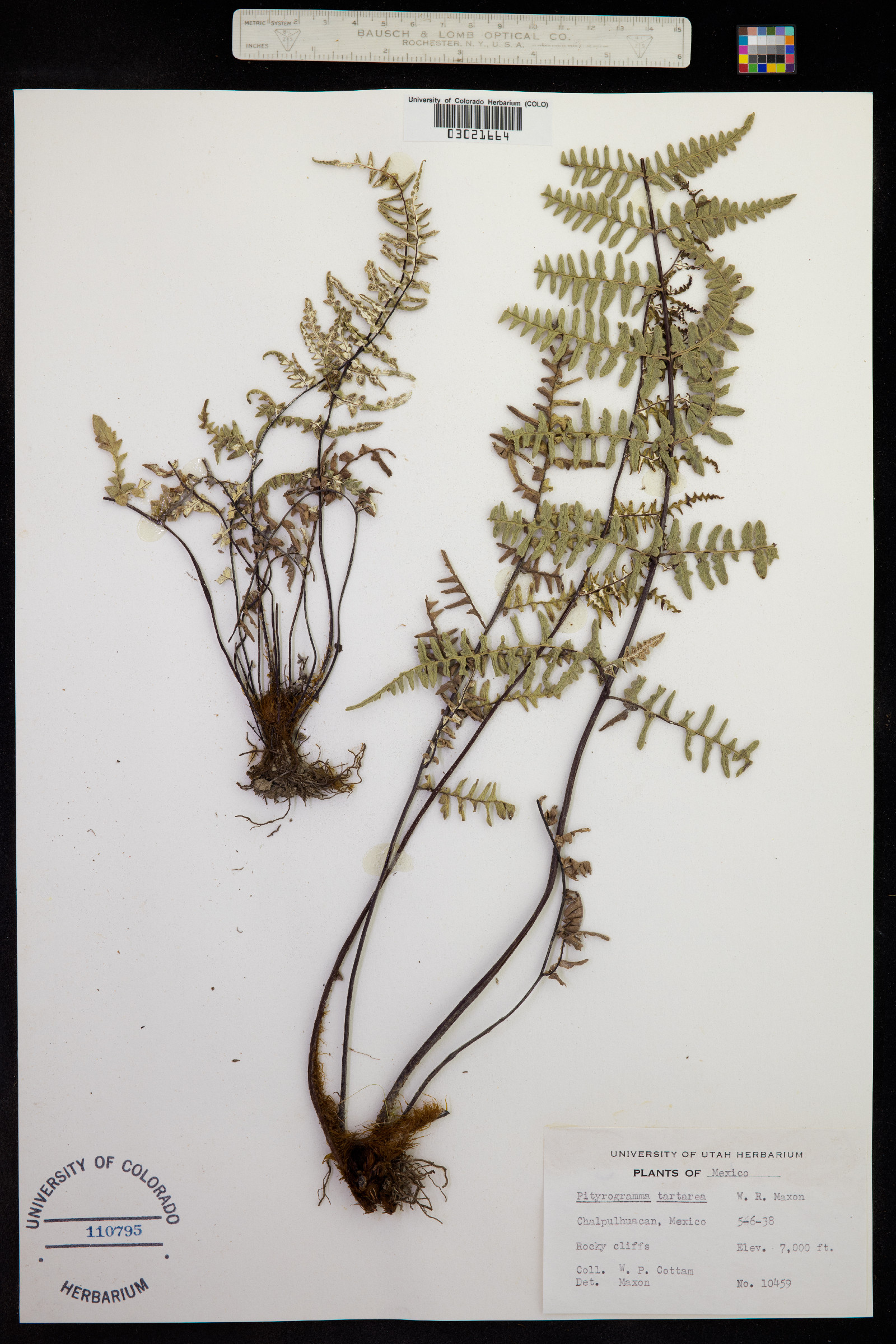 Pityrogramma ebenea image