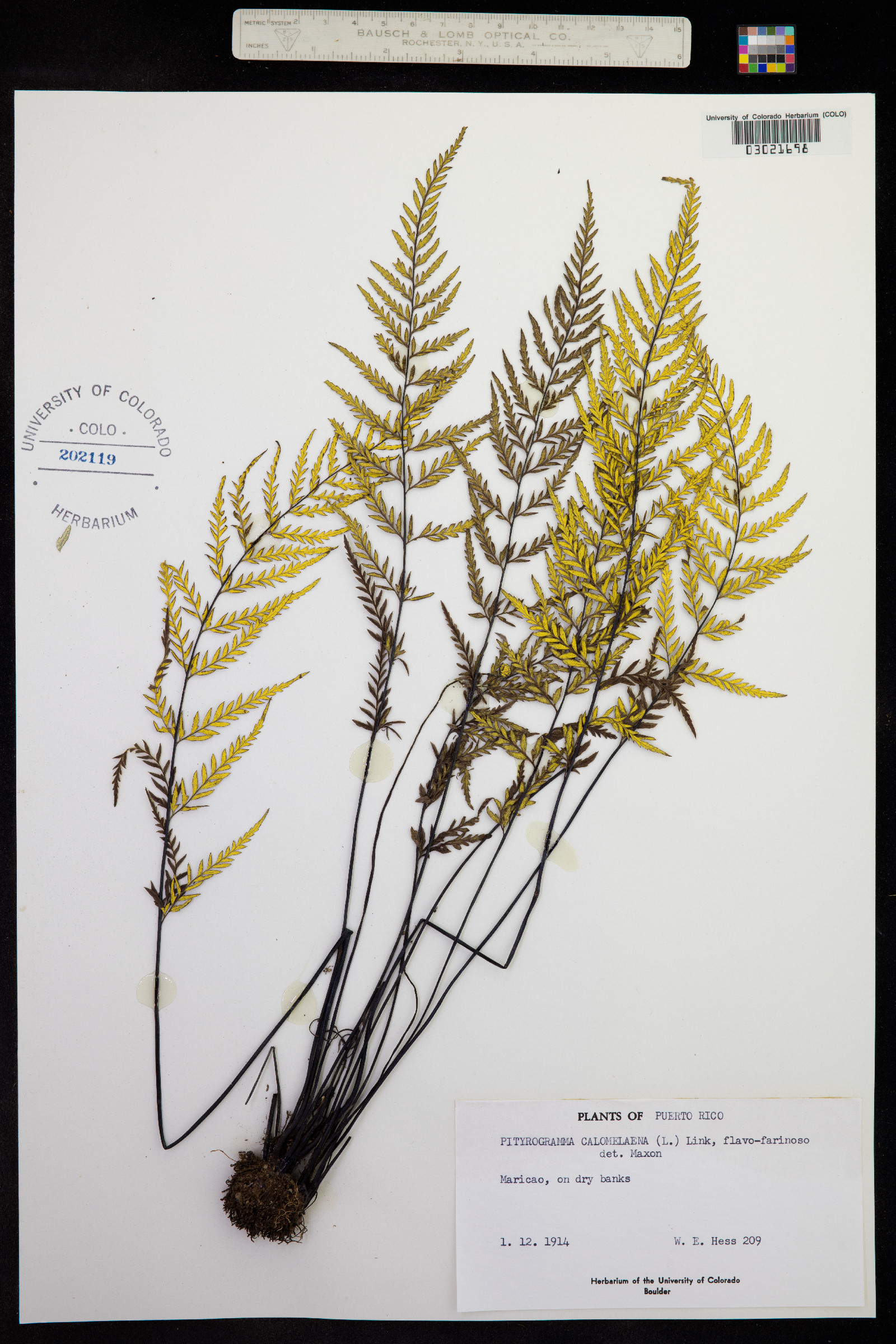 Pityrogramma calomelanos image