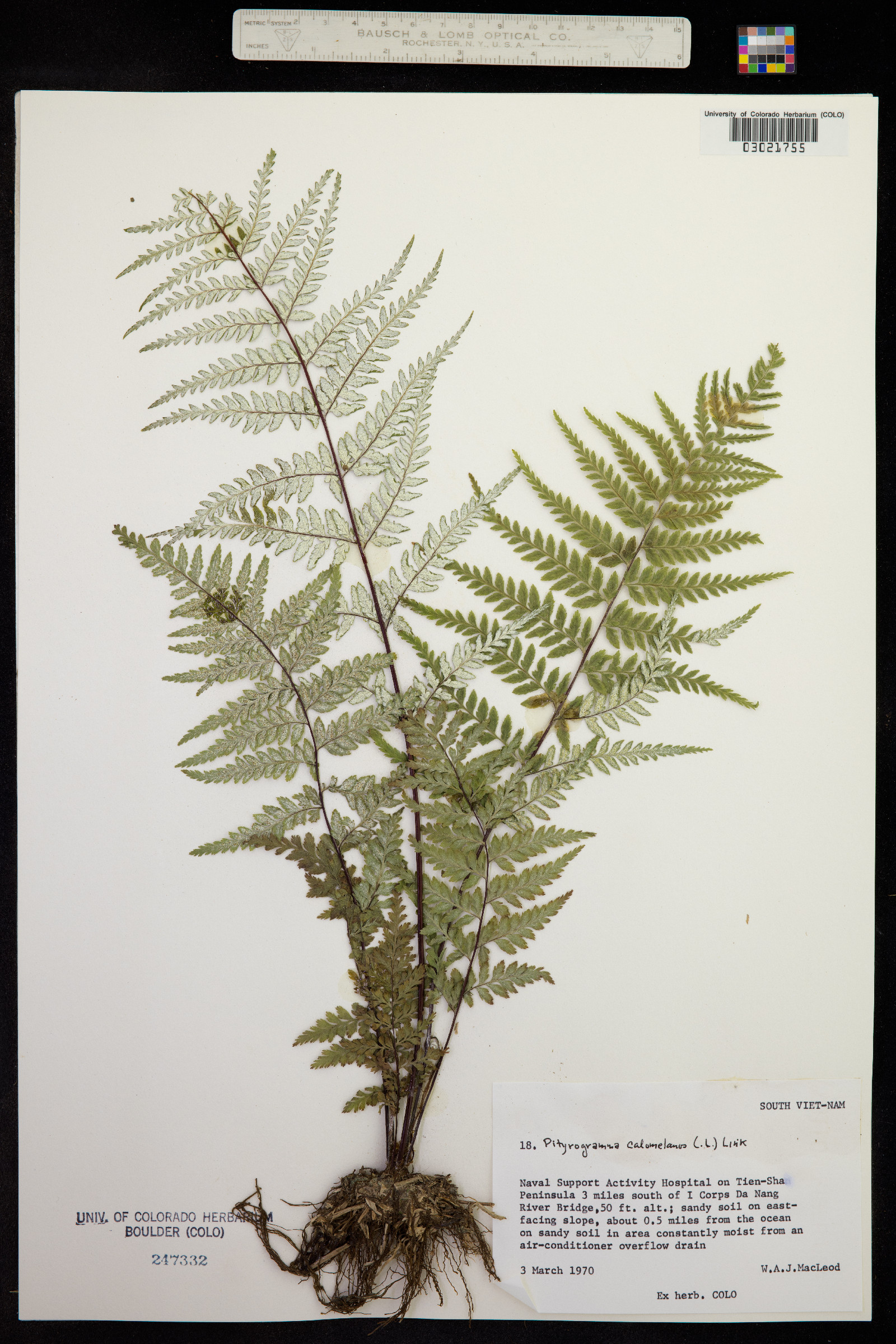 Pityrogramma calomelanos image