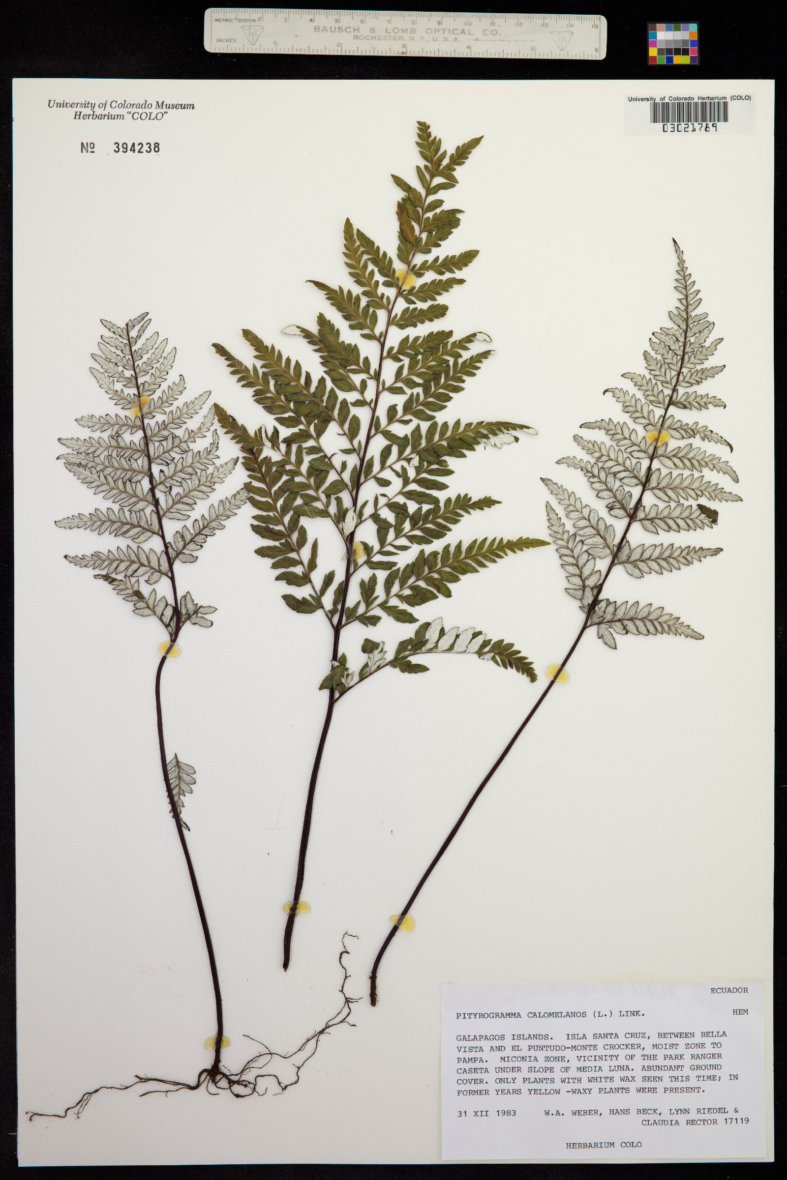 Pityrogramma calomelanos image