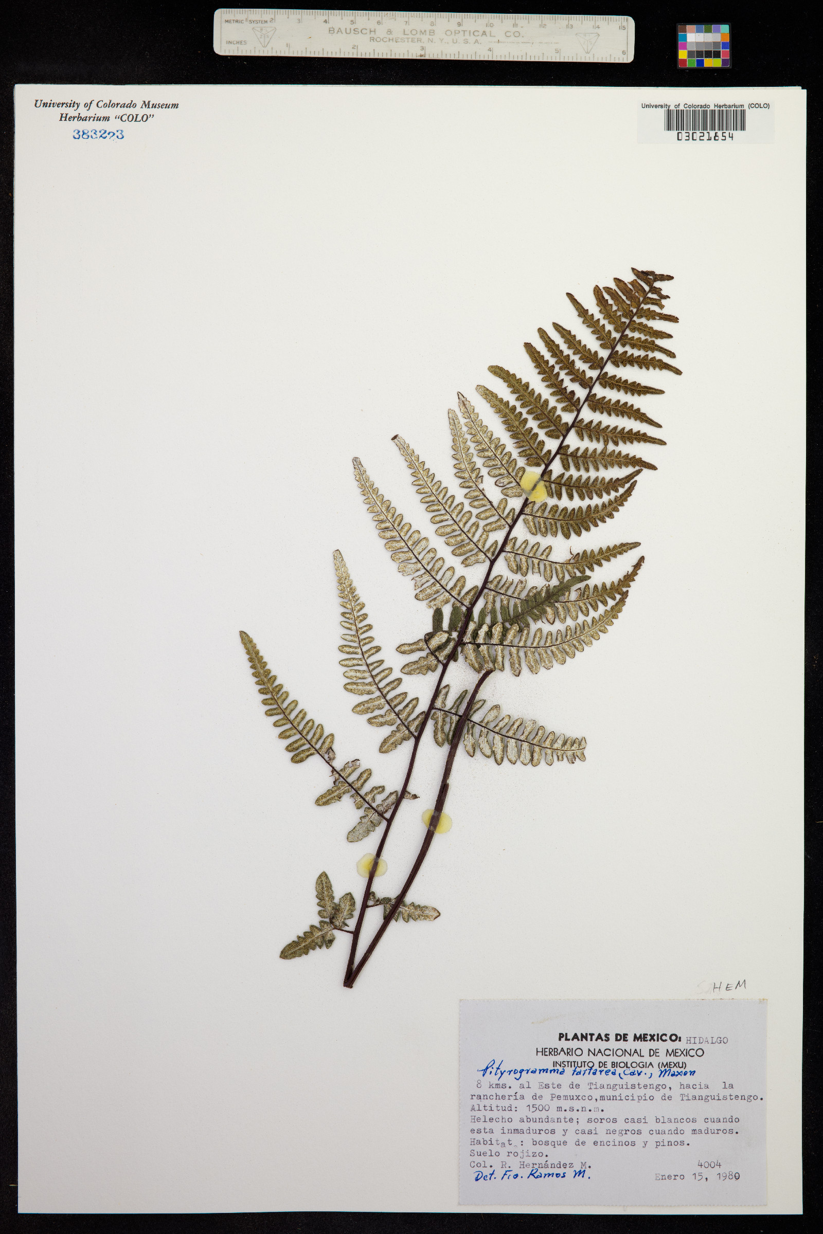 Pityrogramma calomelanos image