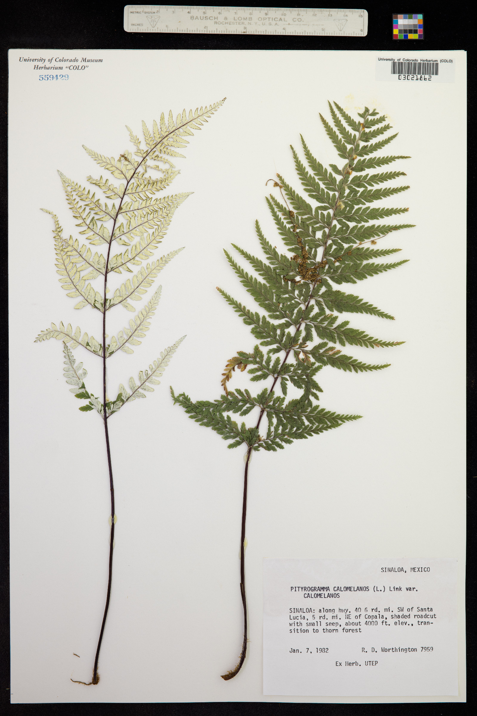 Pityrogramma calomelanos image