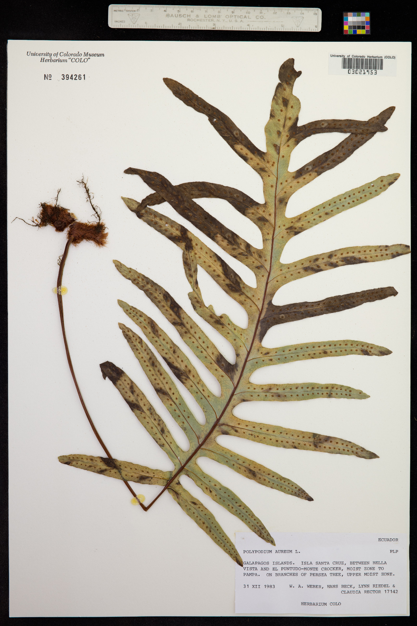 Phlebodium aureum image