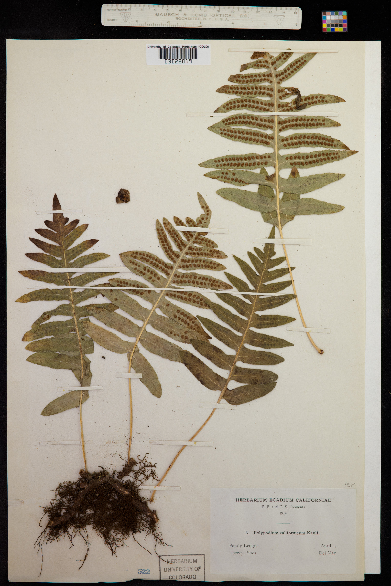 Polypodium californicum image