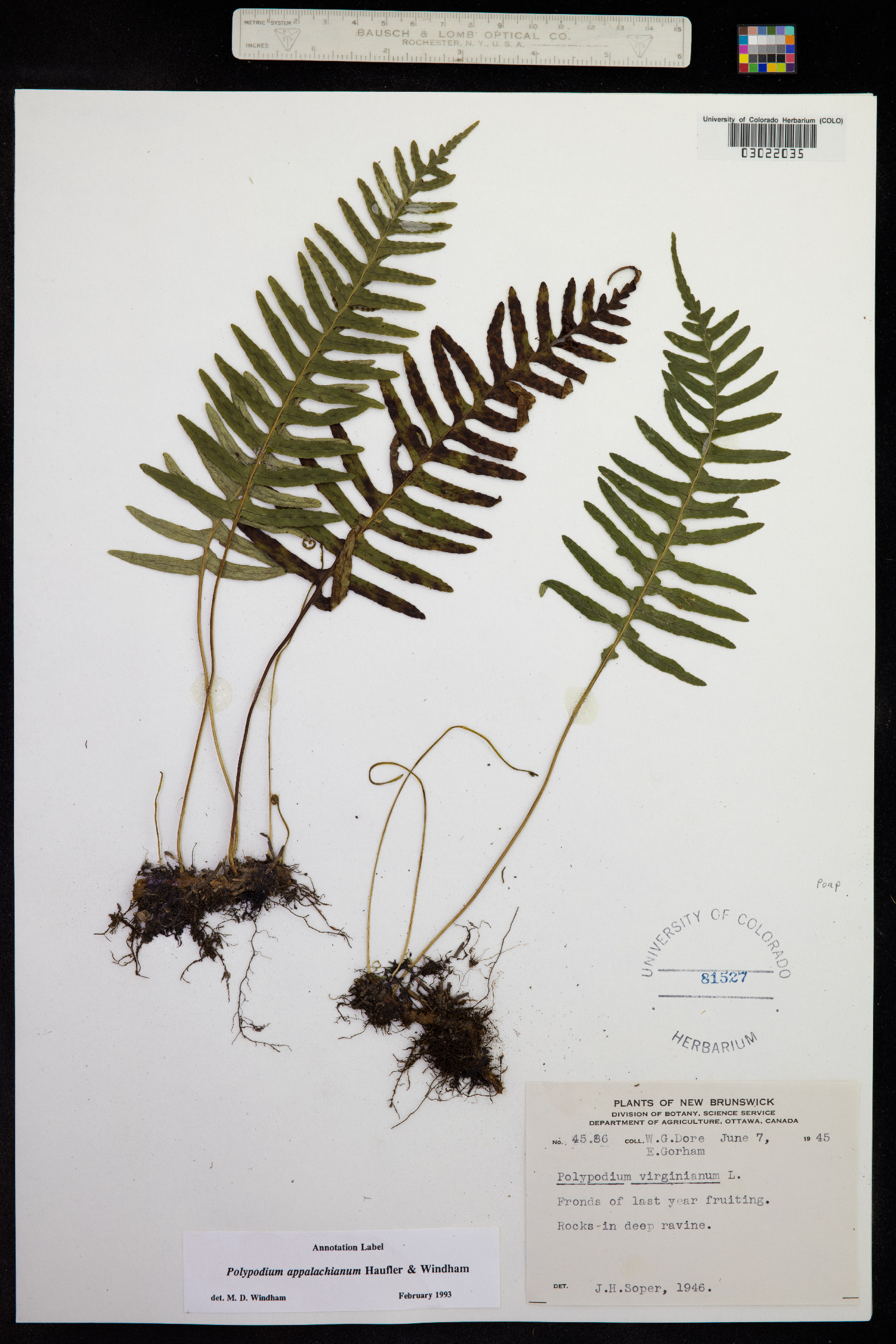 Polypodium appalachianum image