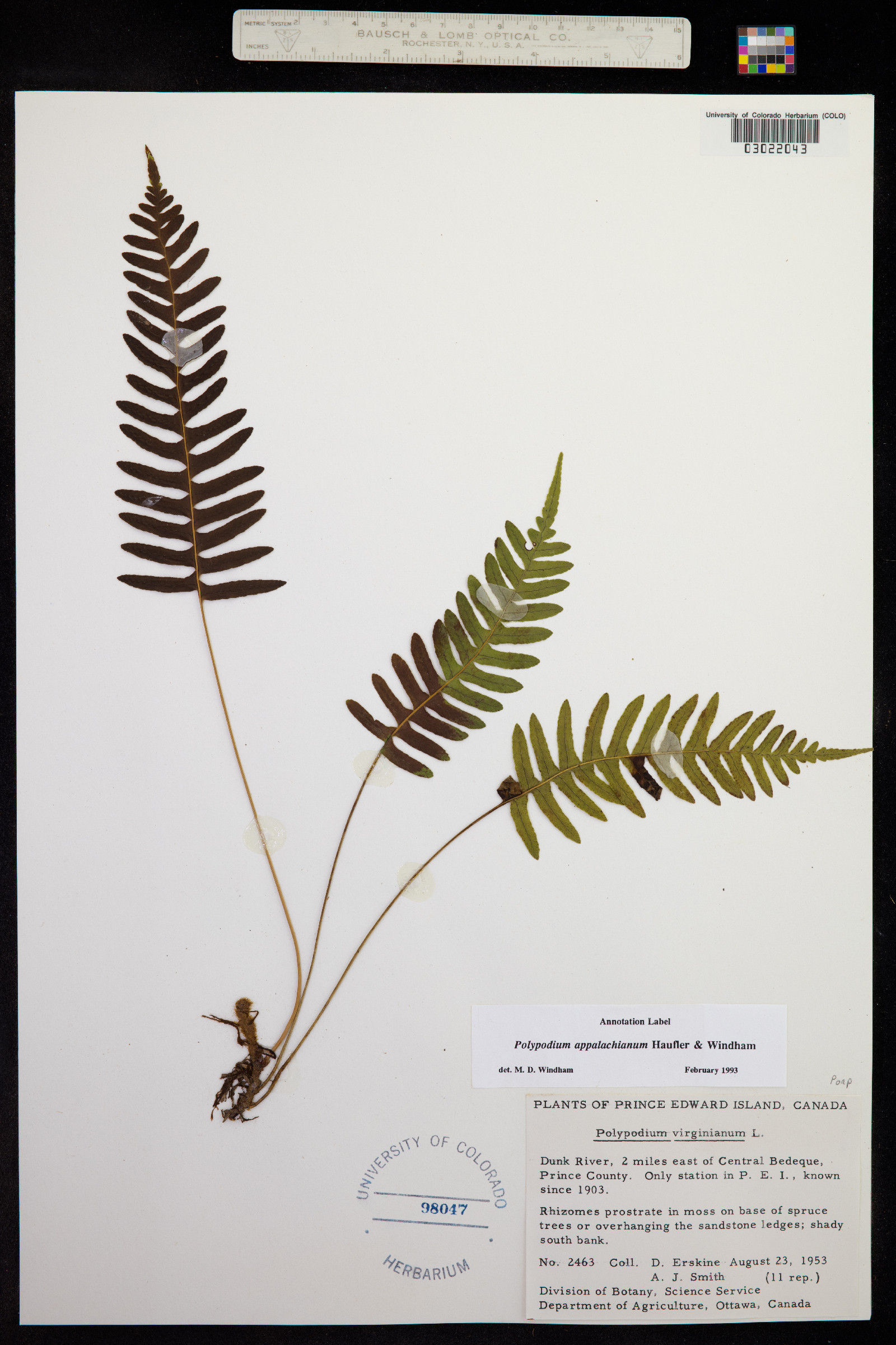 Polypodiaceae image