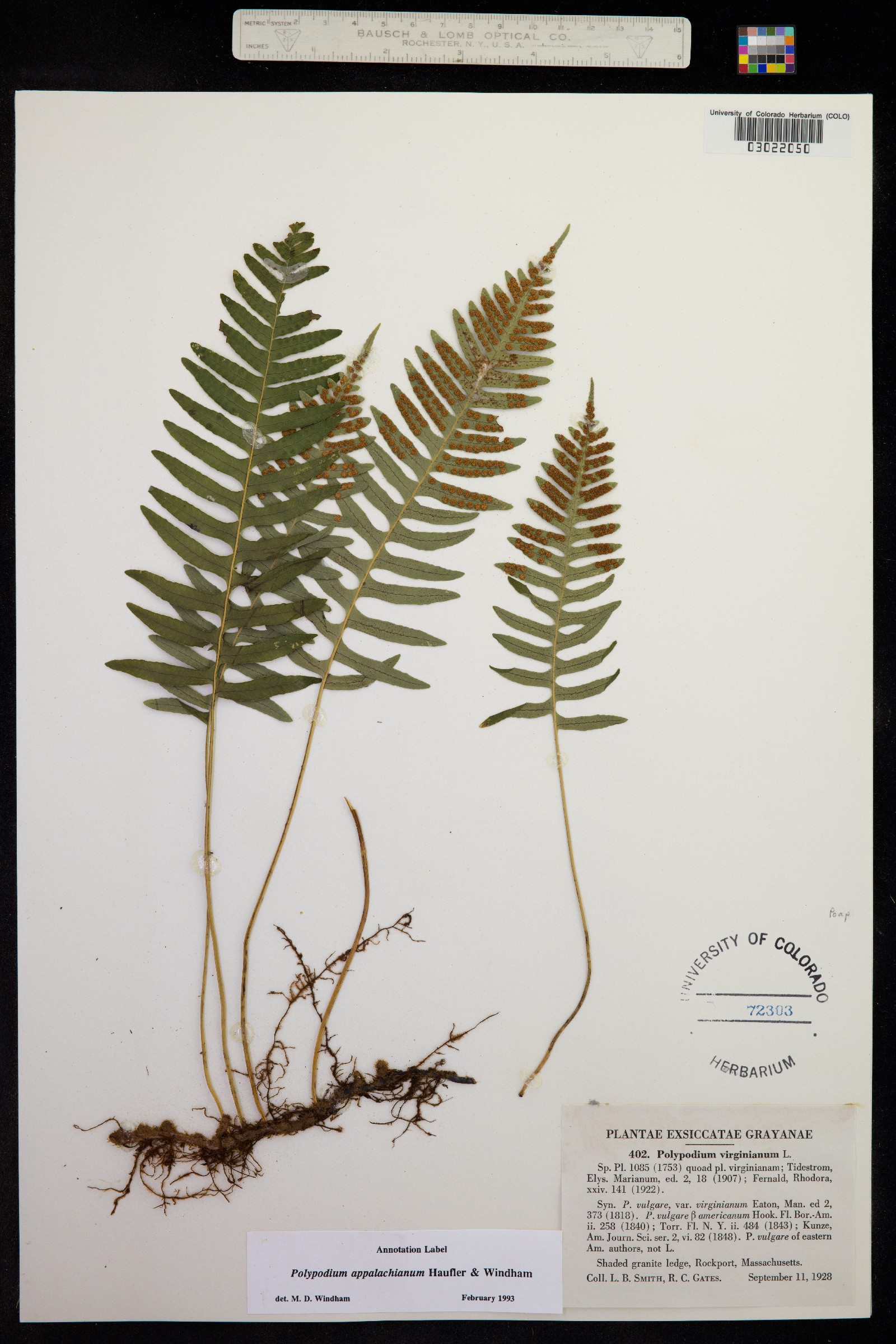 Polypodium appalachianum image