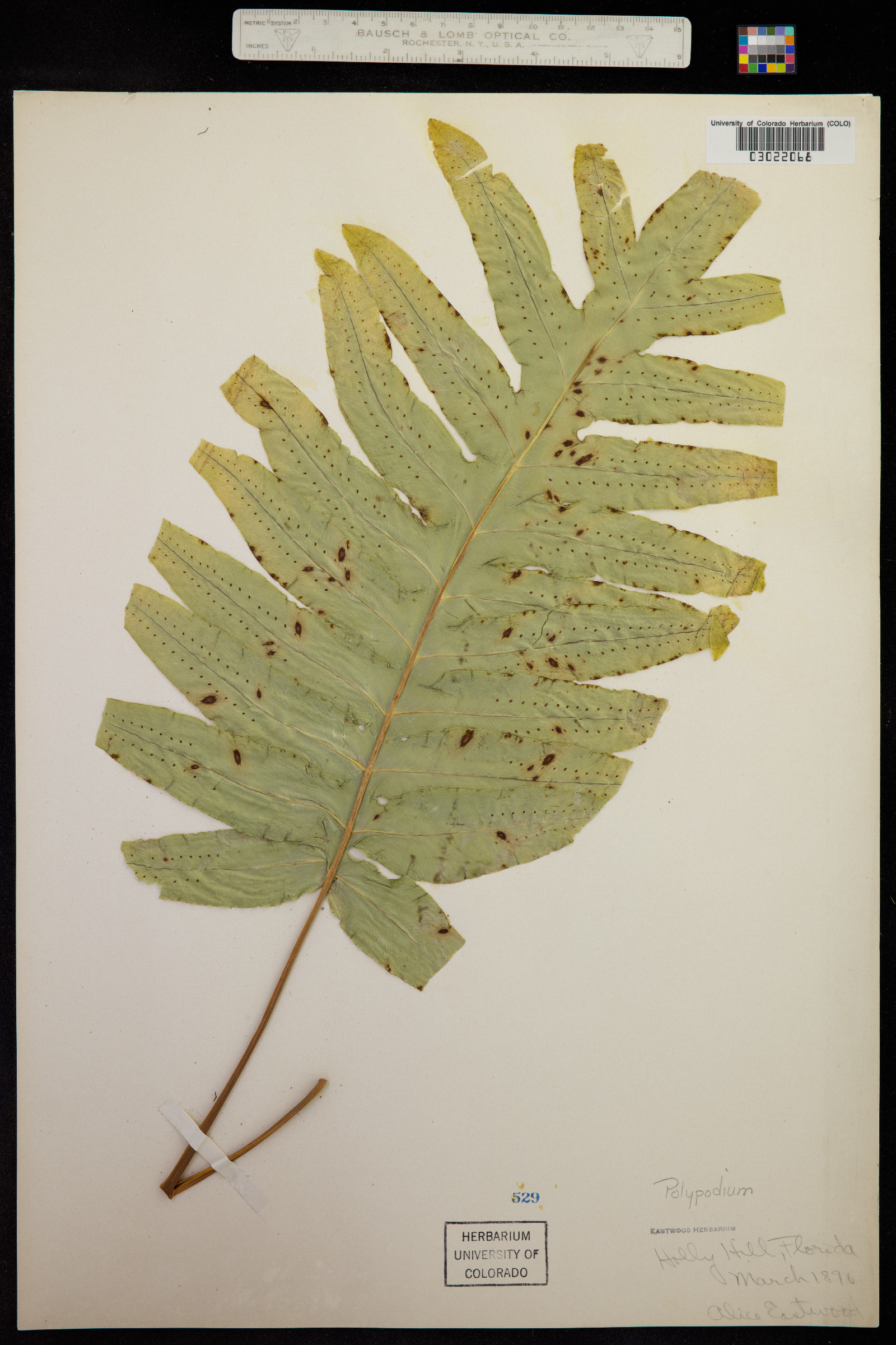 Phlebodium image
