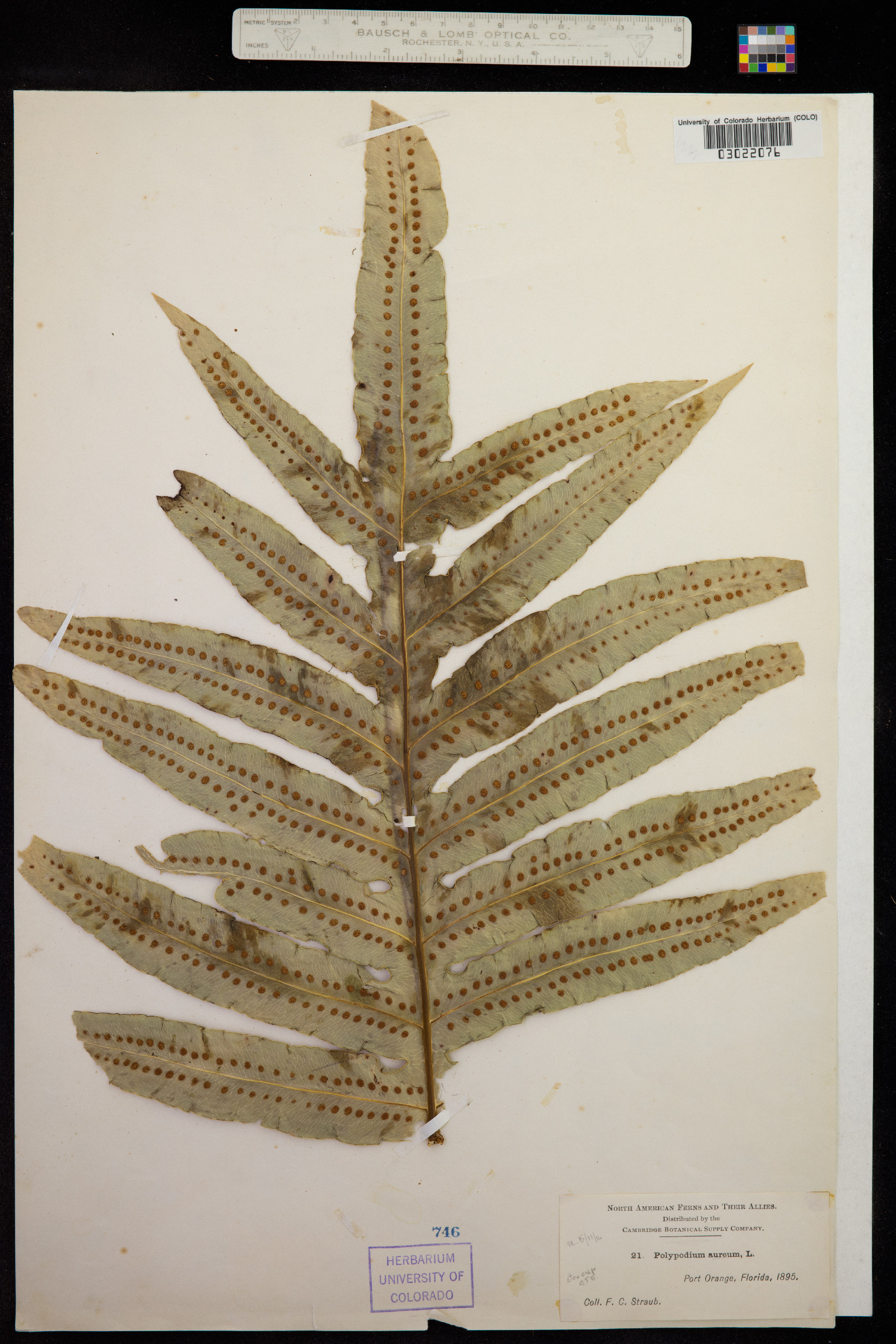 Phlebodium aureum image